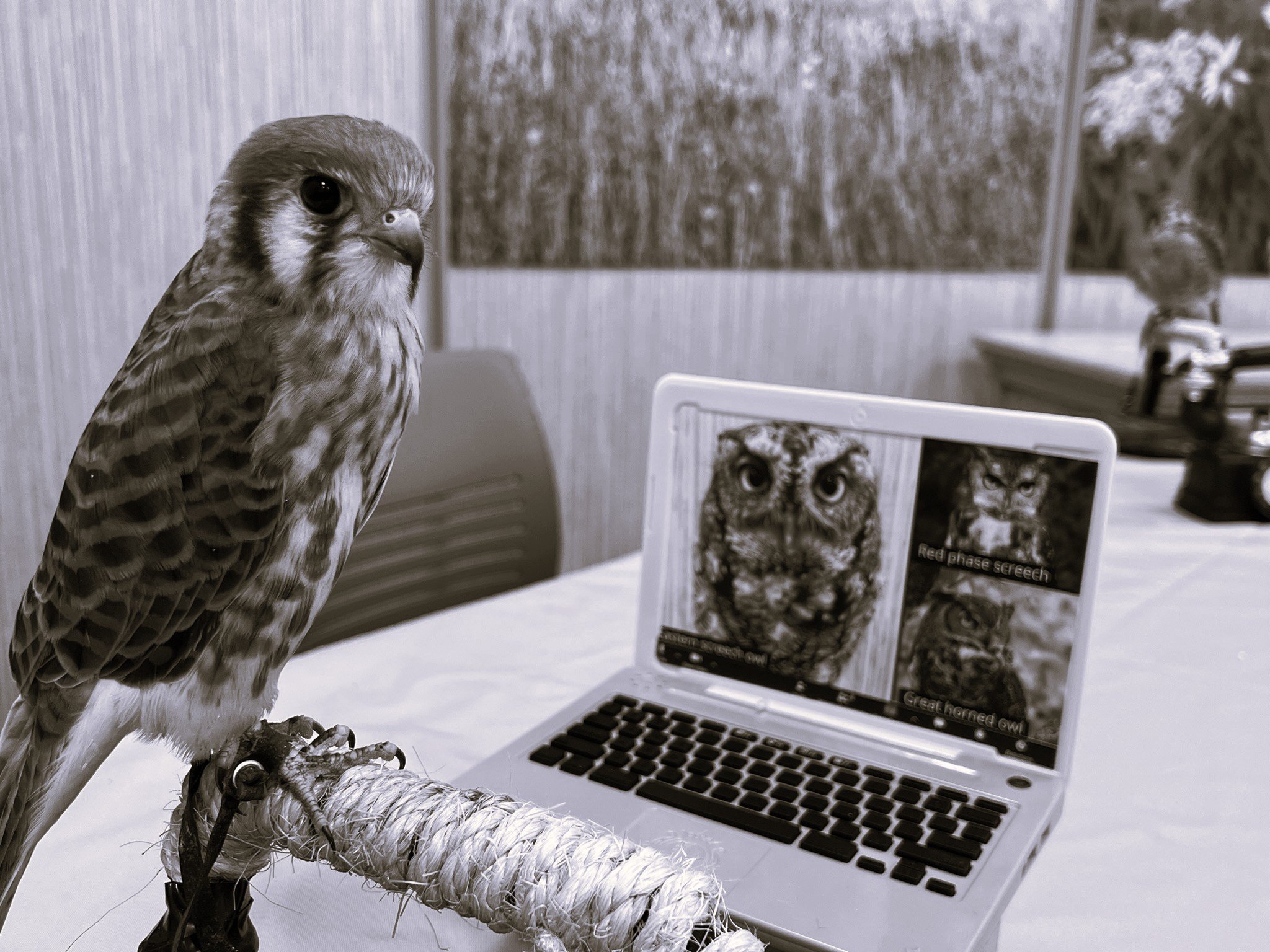 American kestrel bird perched in front of a computer, on the screen is a remote meeting with other birds of prey