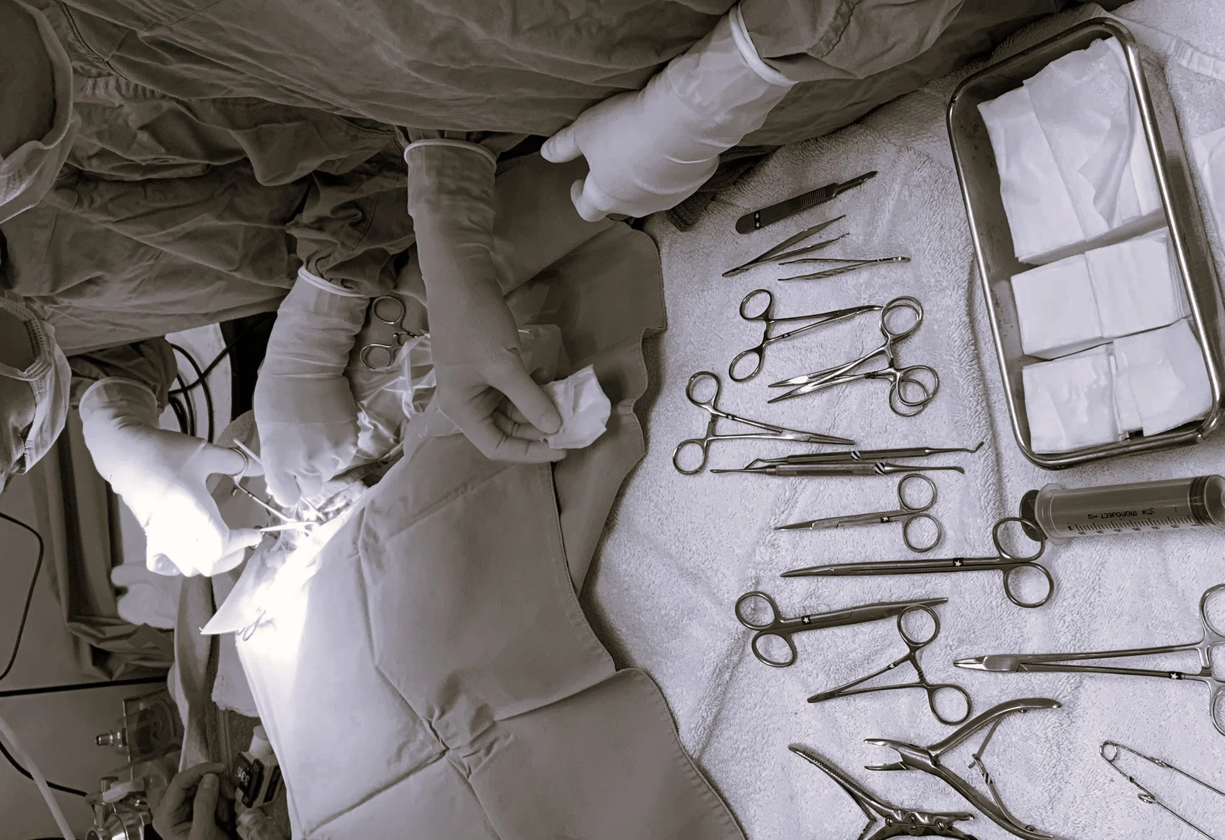 Two veterinarians performing surgery on an eagle, with surgical tools prepped on a table