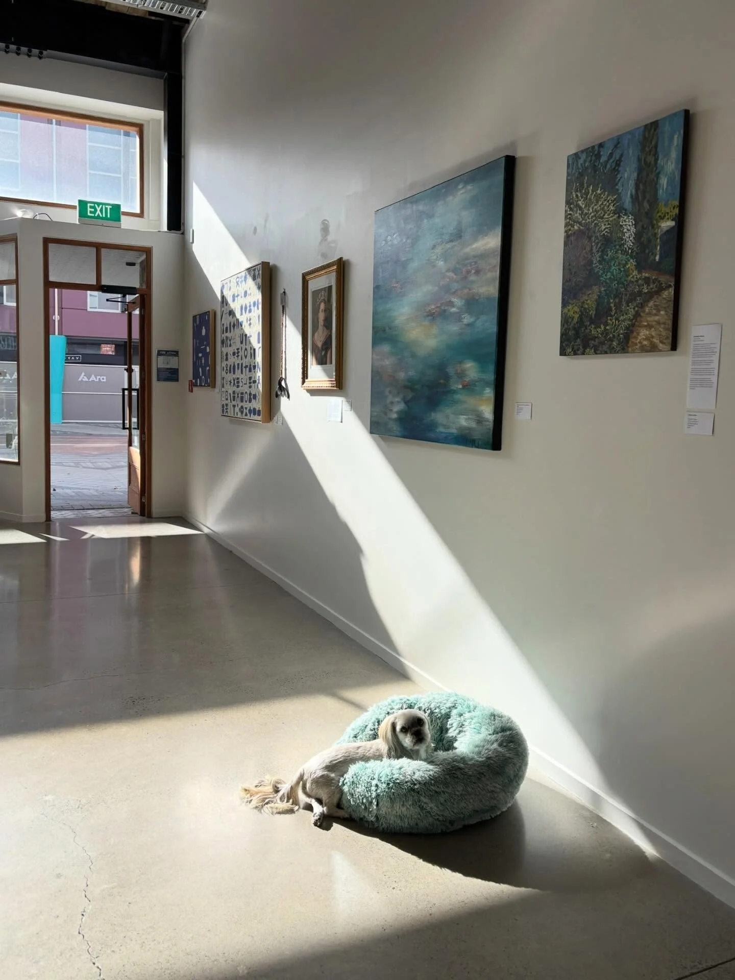 It&rsquo;s been a busy week of Bella following the sunny spots around the gallery. 
Thanks for all the pats everyone - for Bella, not me&hellip;
 
Starting tomorrow I&rsquo;ll be curating the new exhibition &lsquo;Blackmore Foster - Two Perspectives 