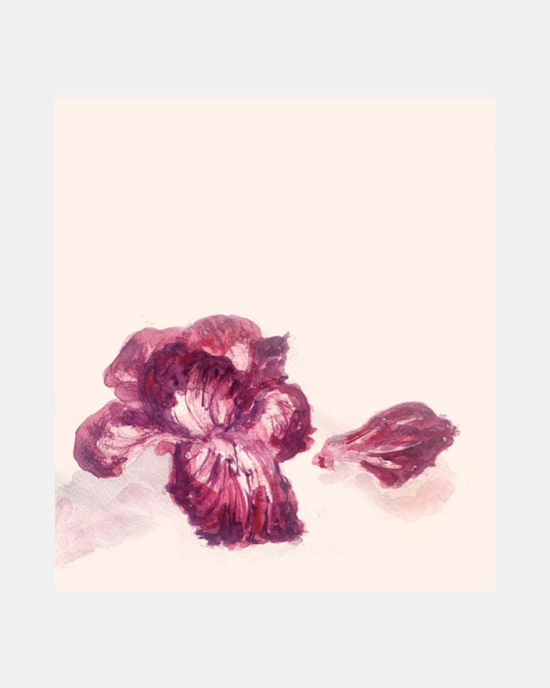 Radicchio Blush