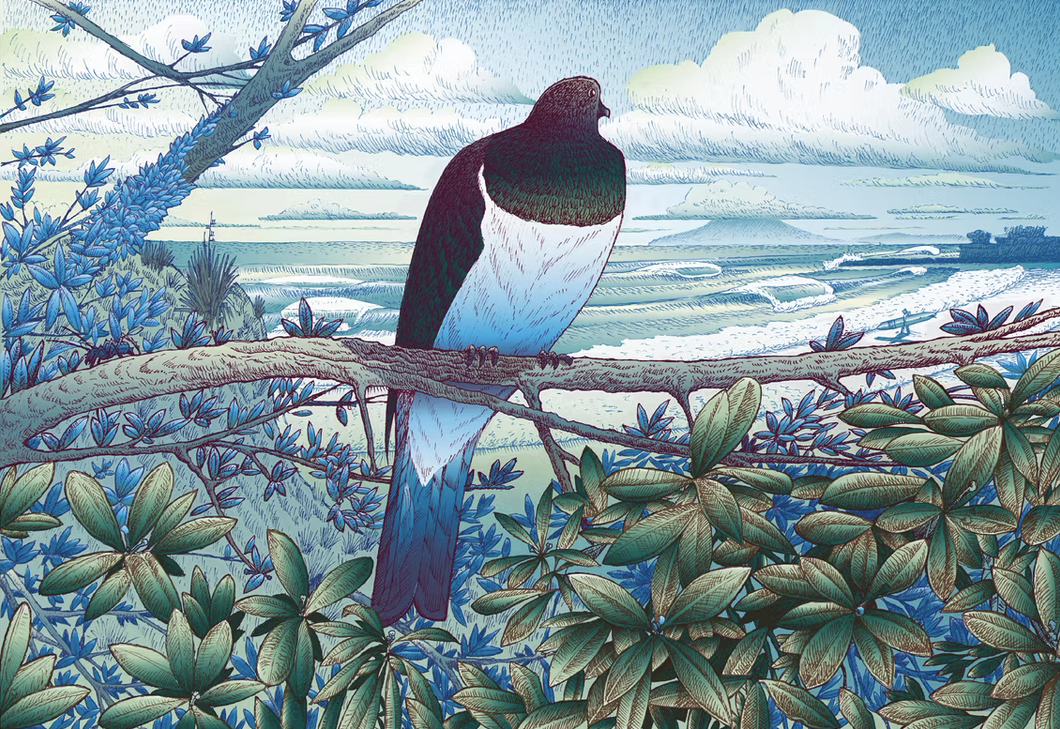 Kereru (Wood Pigeon) @Tawharanui, New Zealand.png