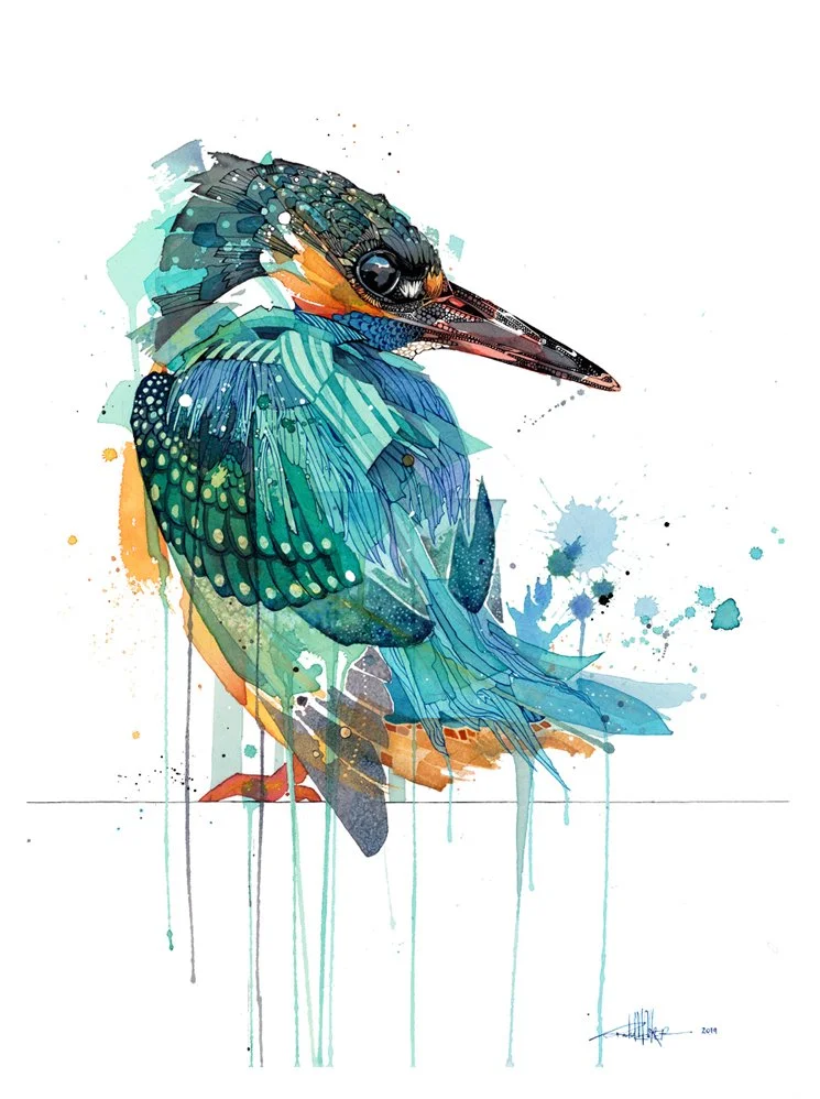 Salty Kingfisher