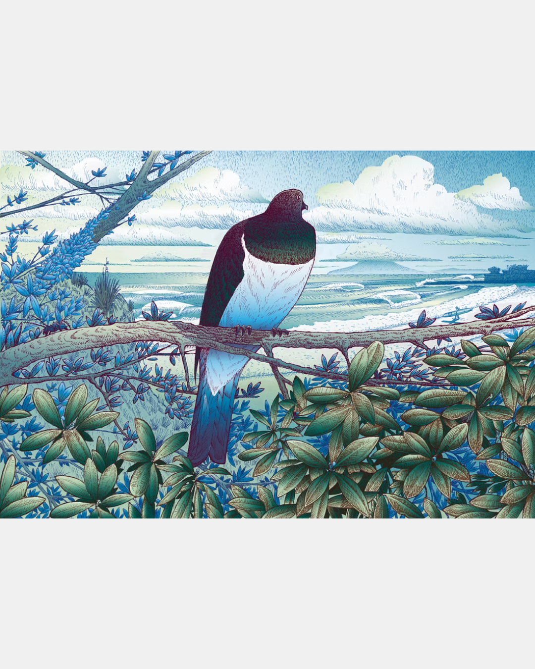 Kereru Wood Pigeon at Tawharanui