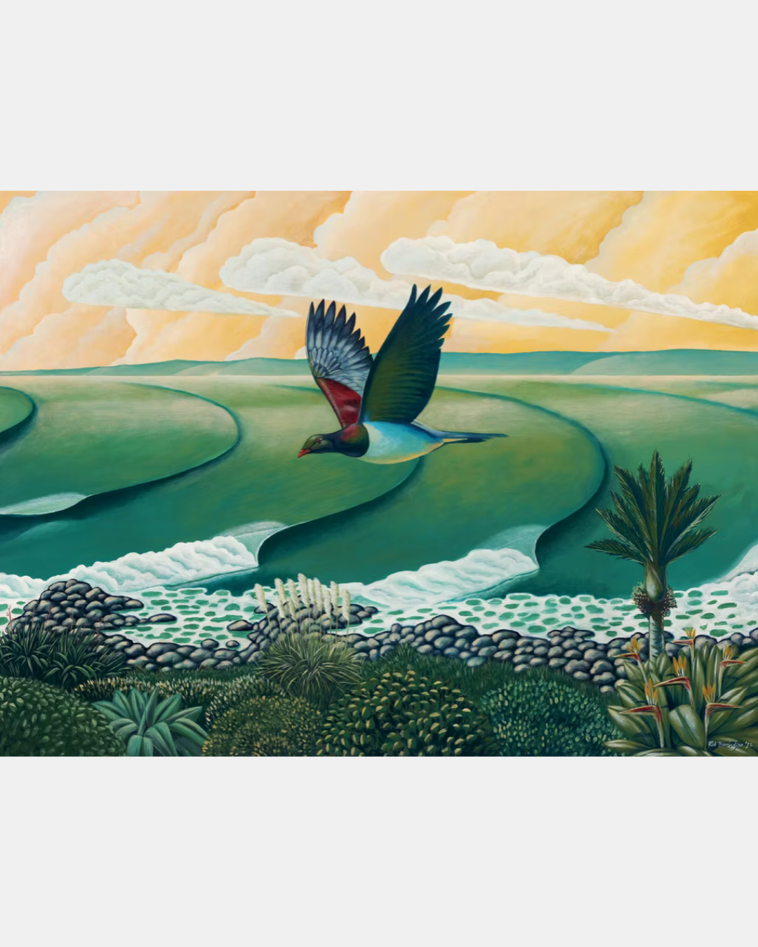 Kereru Wood Pigeon at Whale Bay Raglan