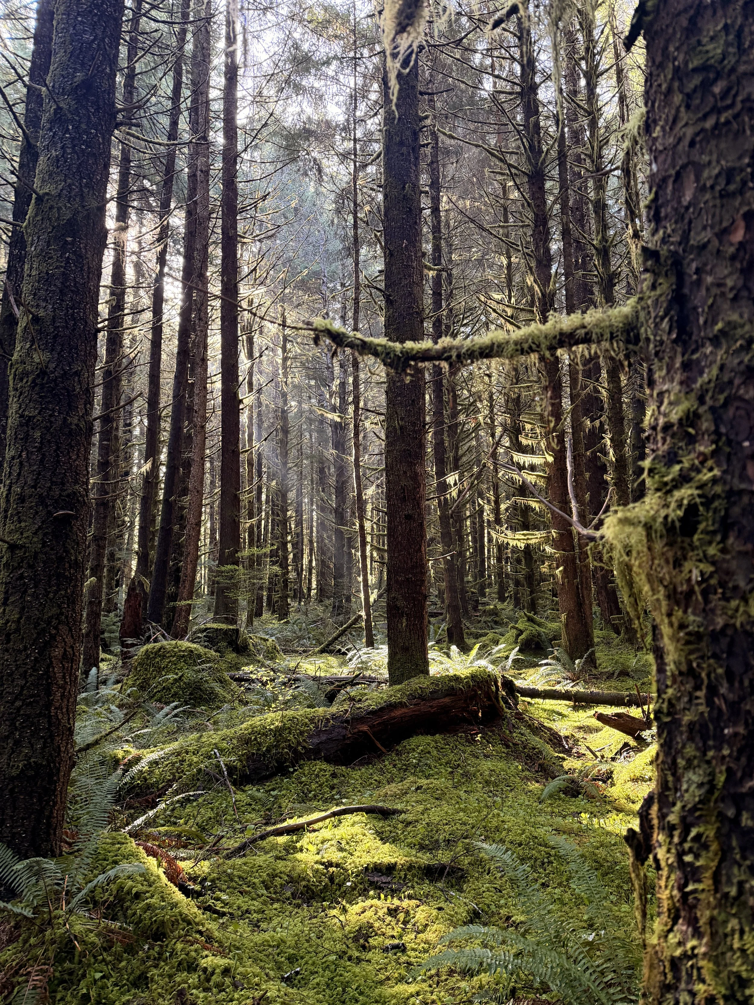 Forest light.jpg