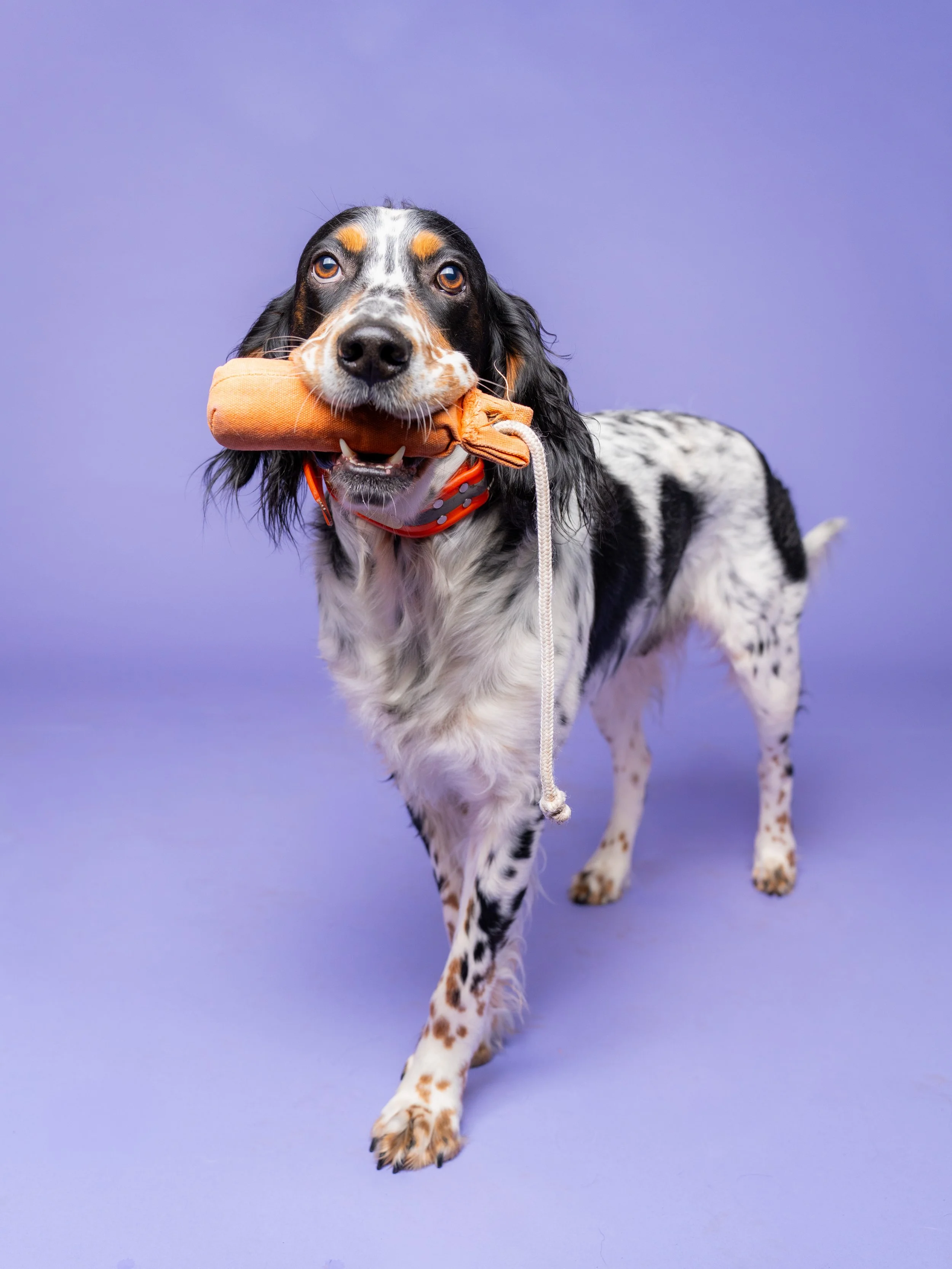 Luna and Major-22.jpg