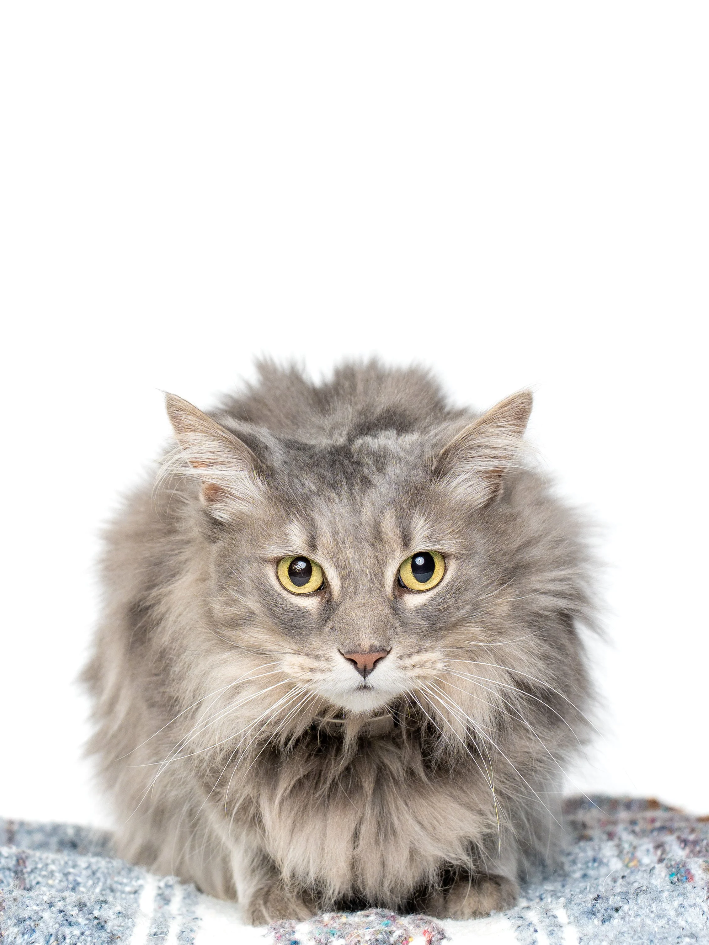 Lasalle and Pippa-05.jpg