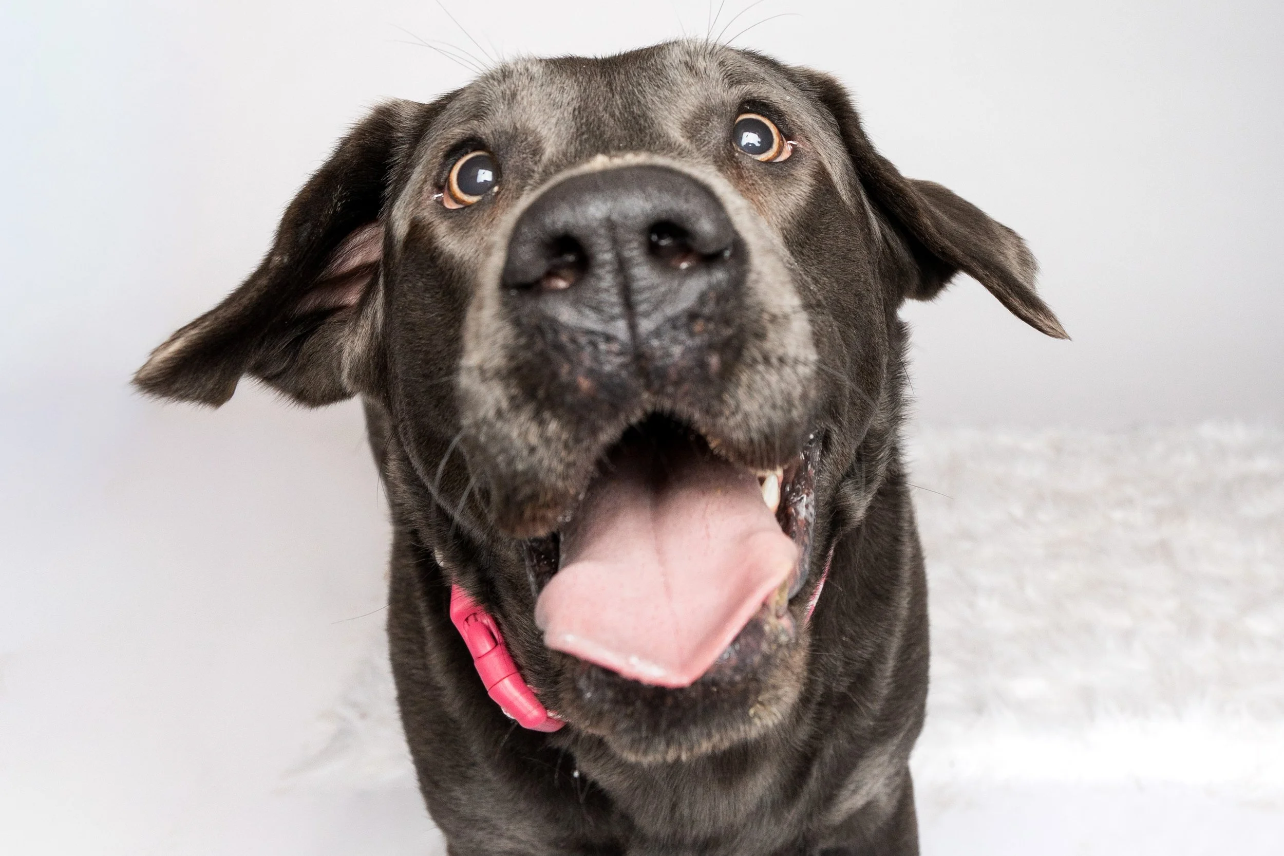 Copper and Charlotte-14.jpg