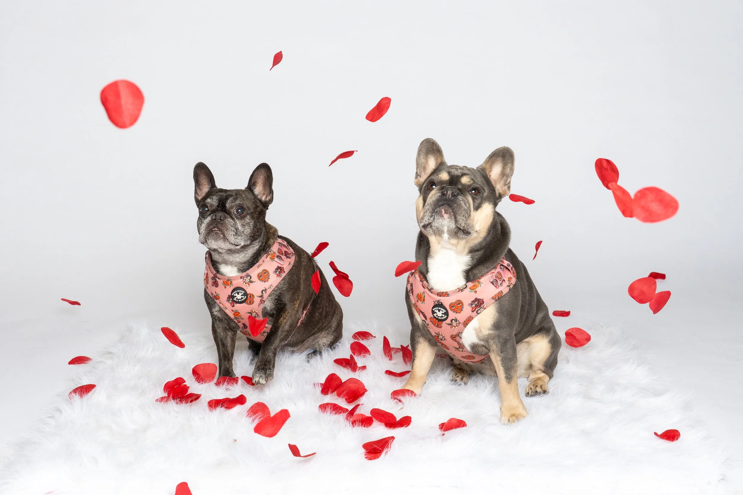 The Dog Edit - VDay Mini-58.jpg