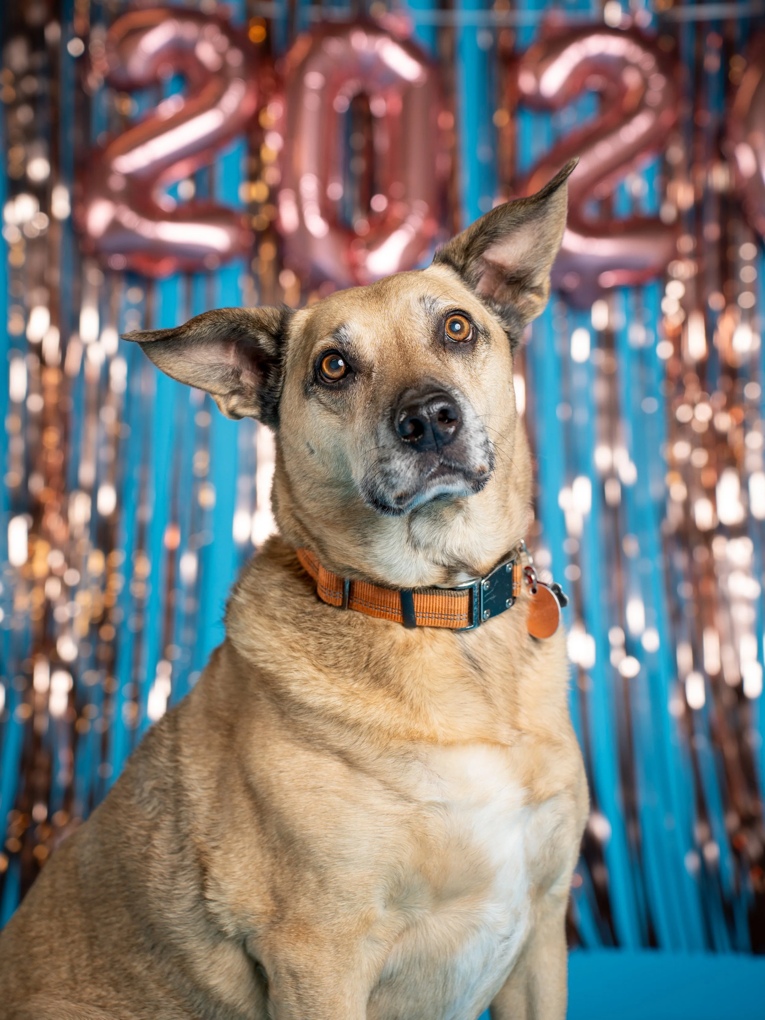 "End of the Year Pawty" Photos