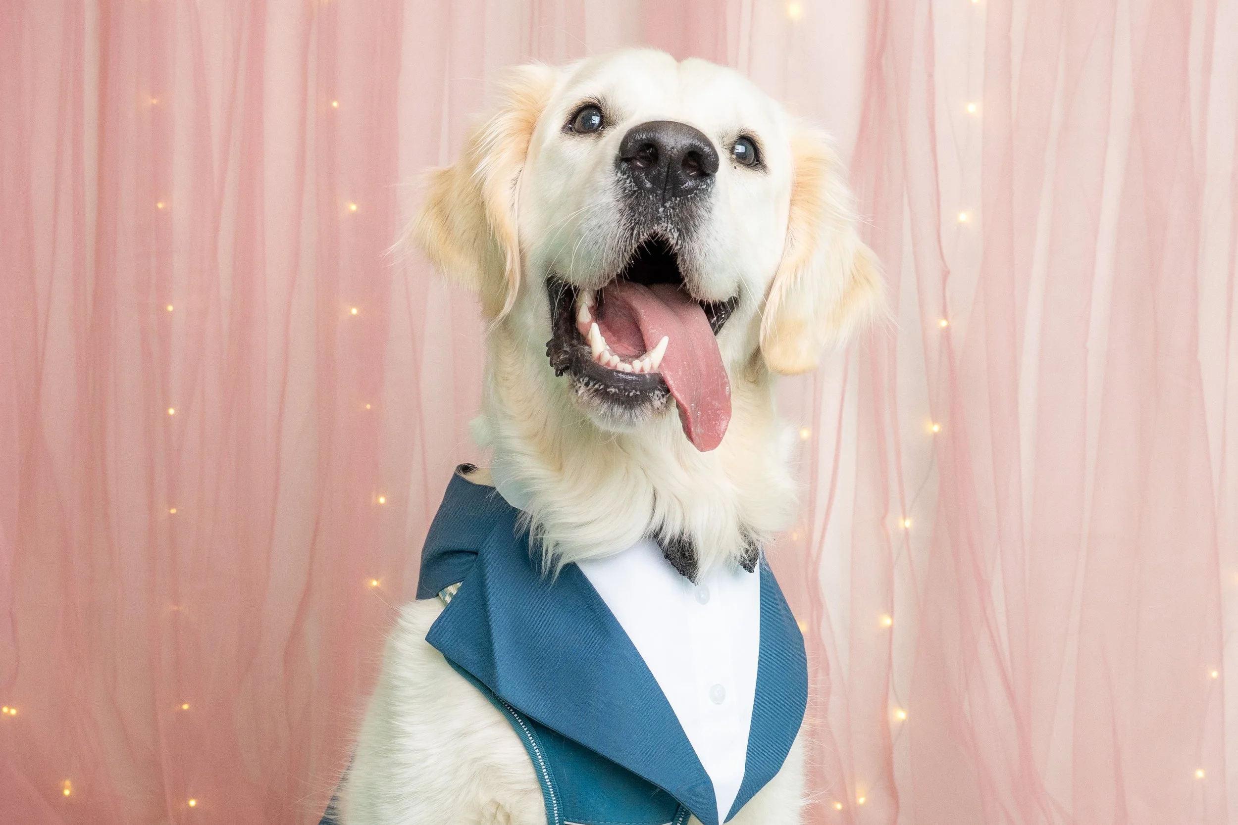 Doggy Prom-25.jpg