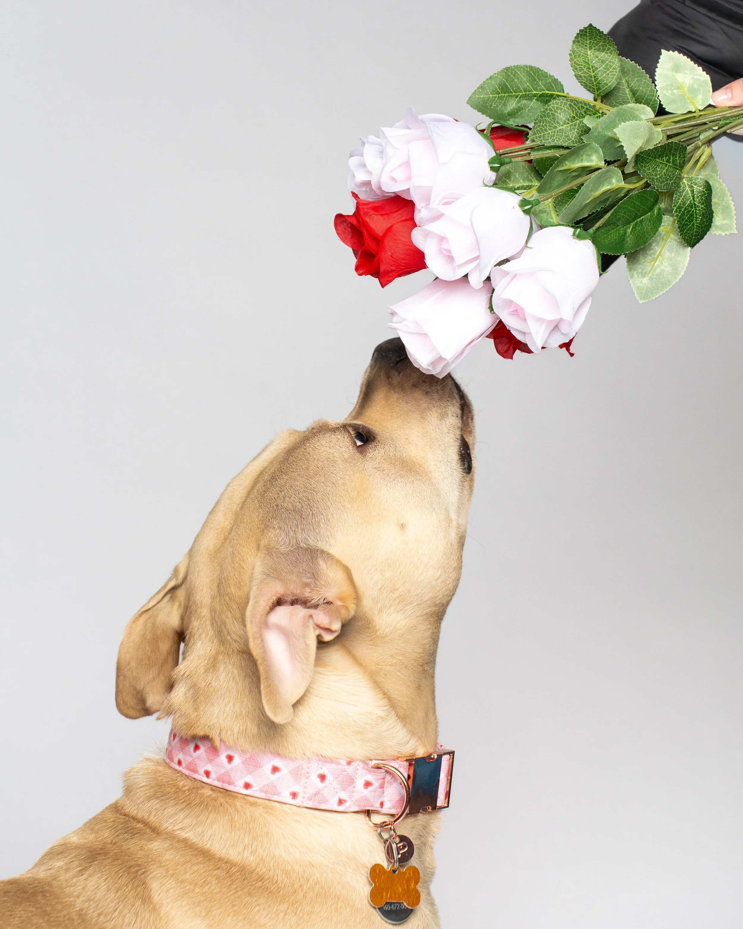 The Dog Edit - VDay Mini-28.jpg