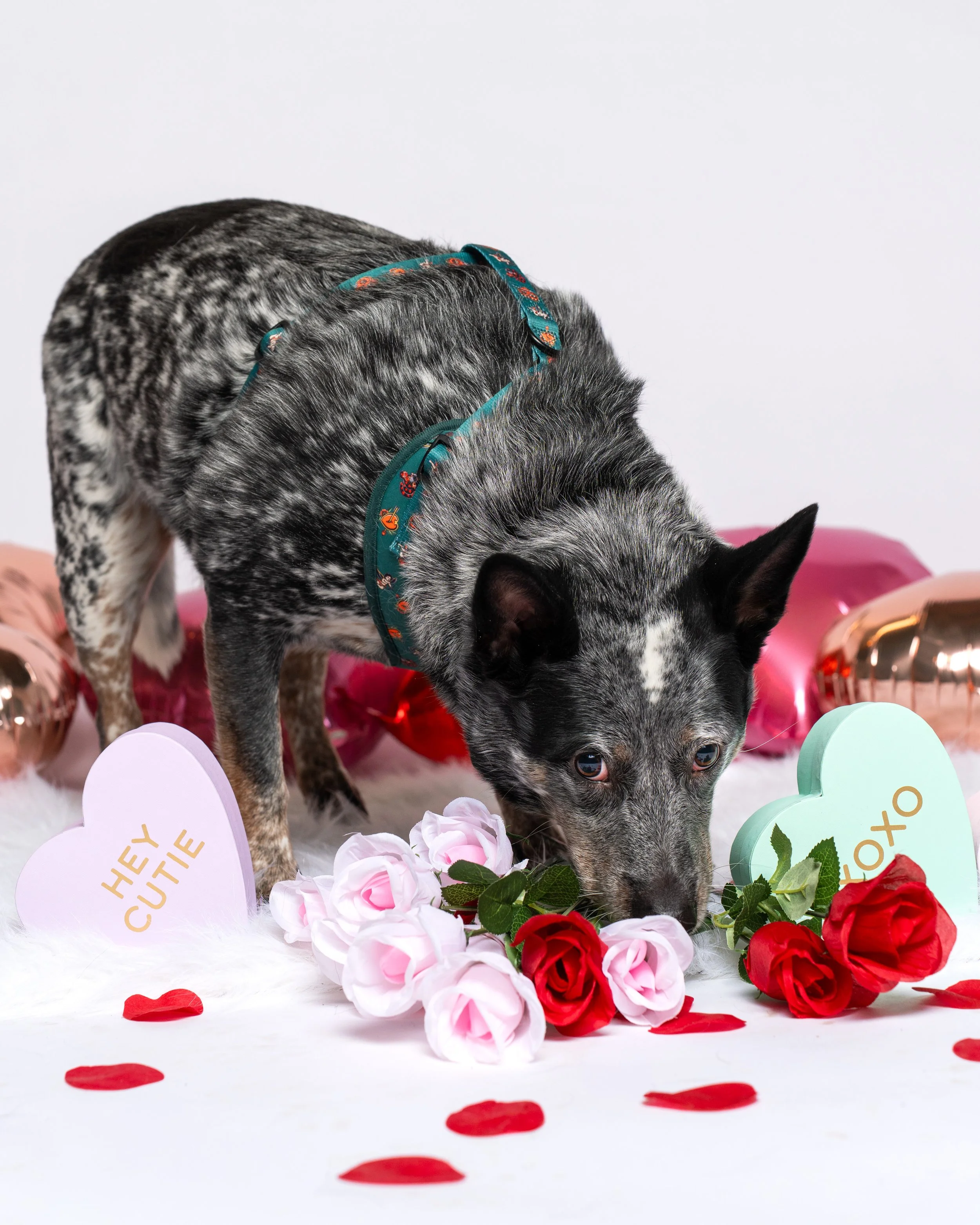 The Dog Edit - VDay Mini-14.jpg