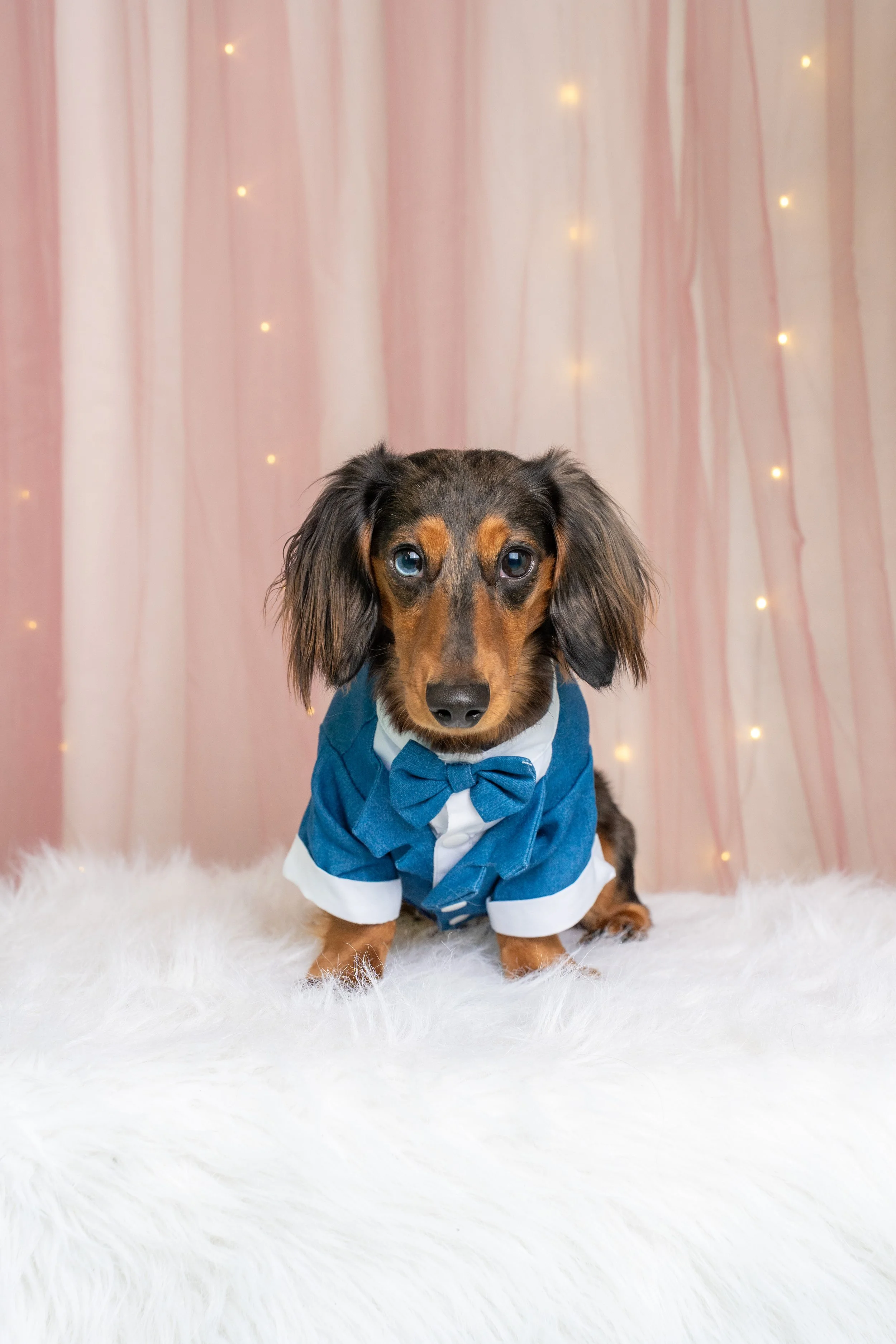 Doggy Prom-53.jpg