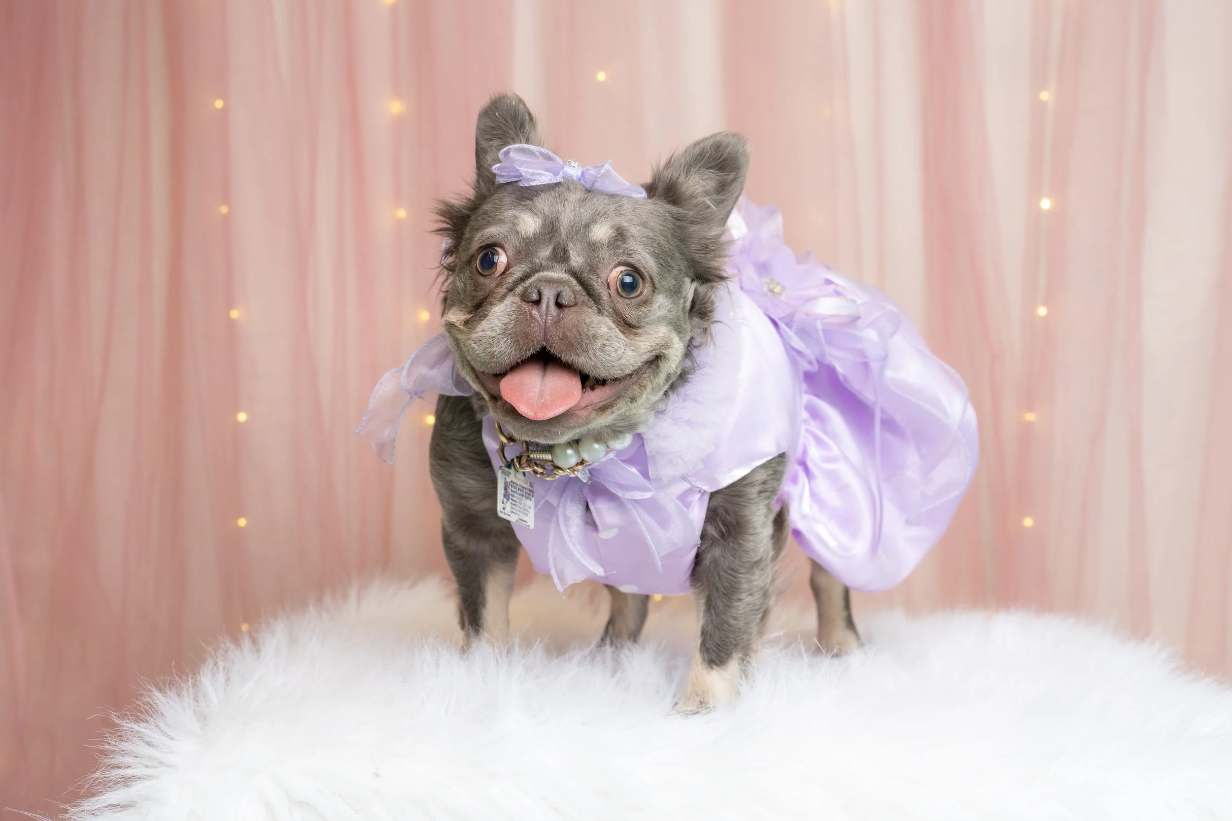 Doggy Prom-9.jpg