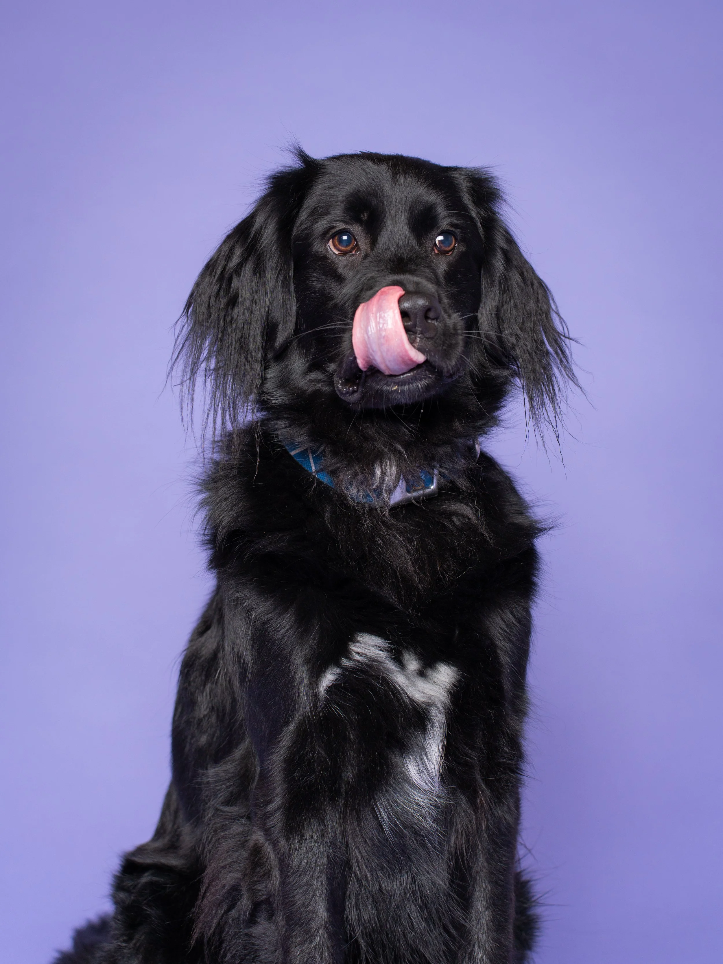 Luna and Major-11.jpg