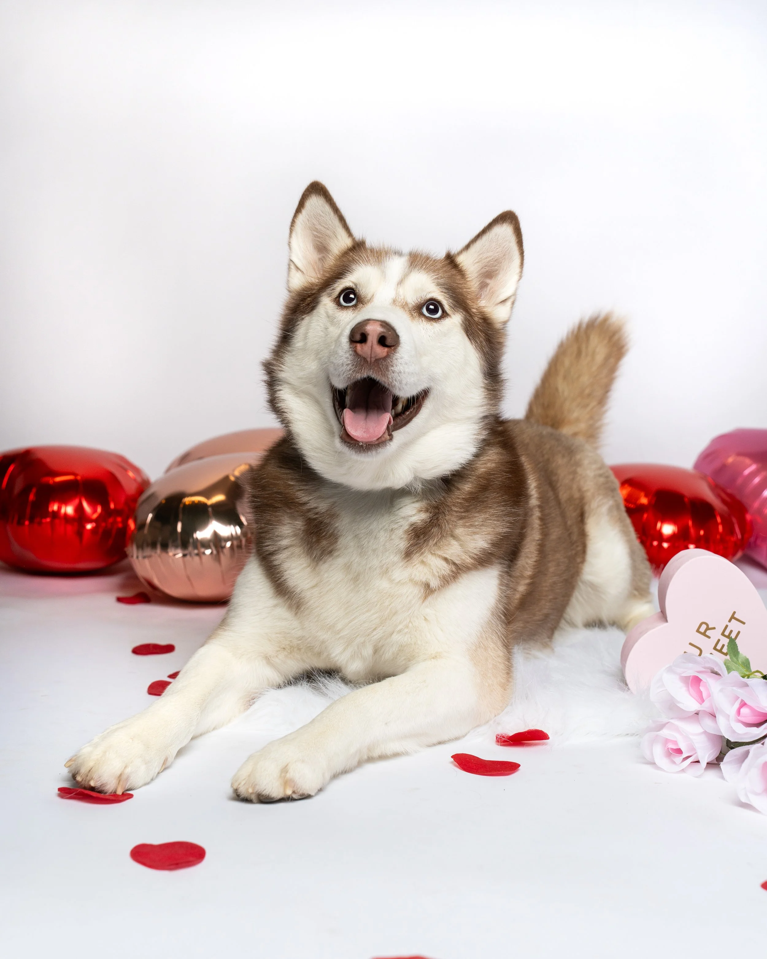 The Dog Edit - VDay Mini-09.jpg