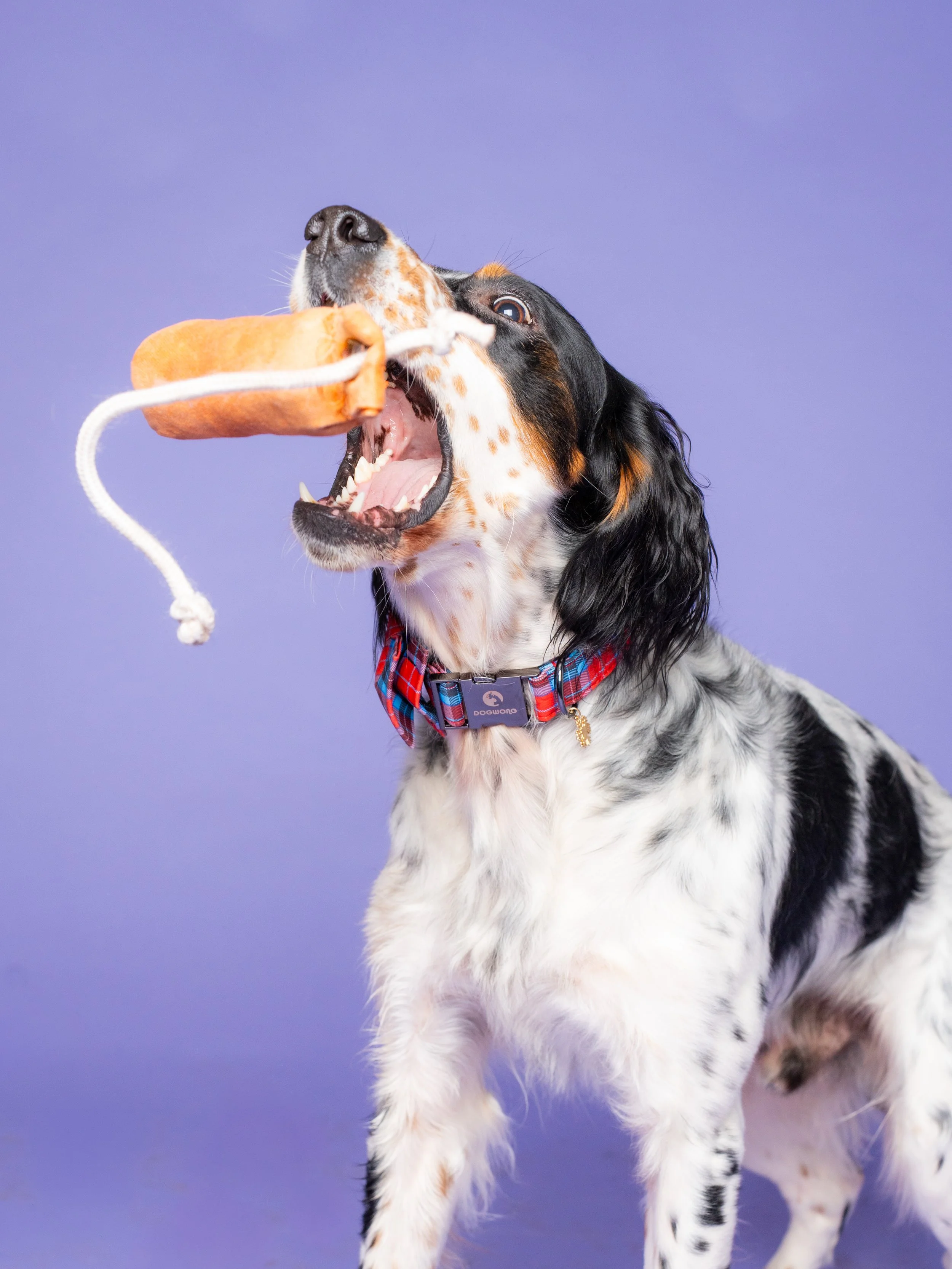 Luna and Major-25.jpg