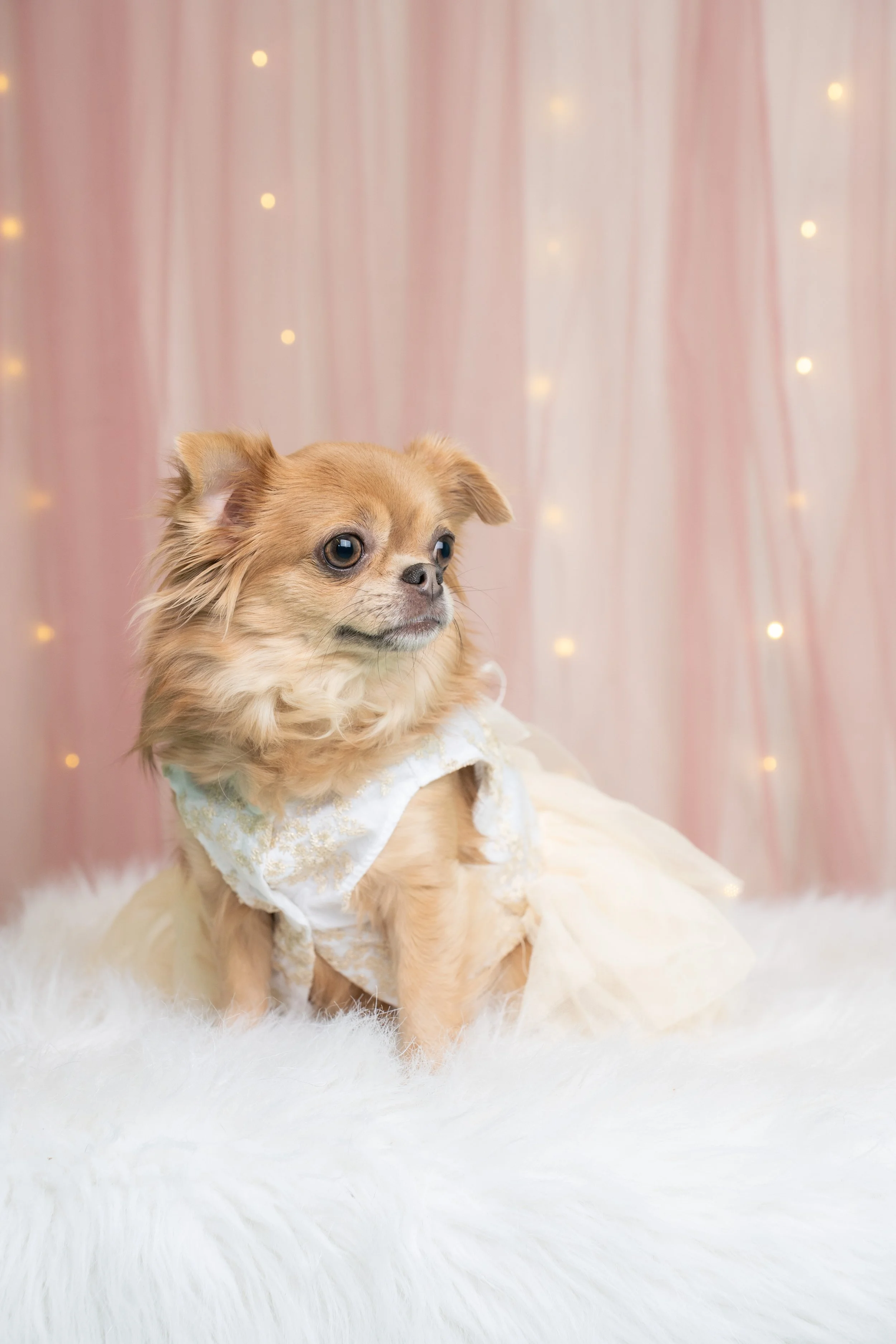 Doggy Prom-20.jpg