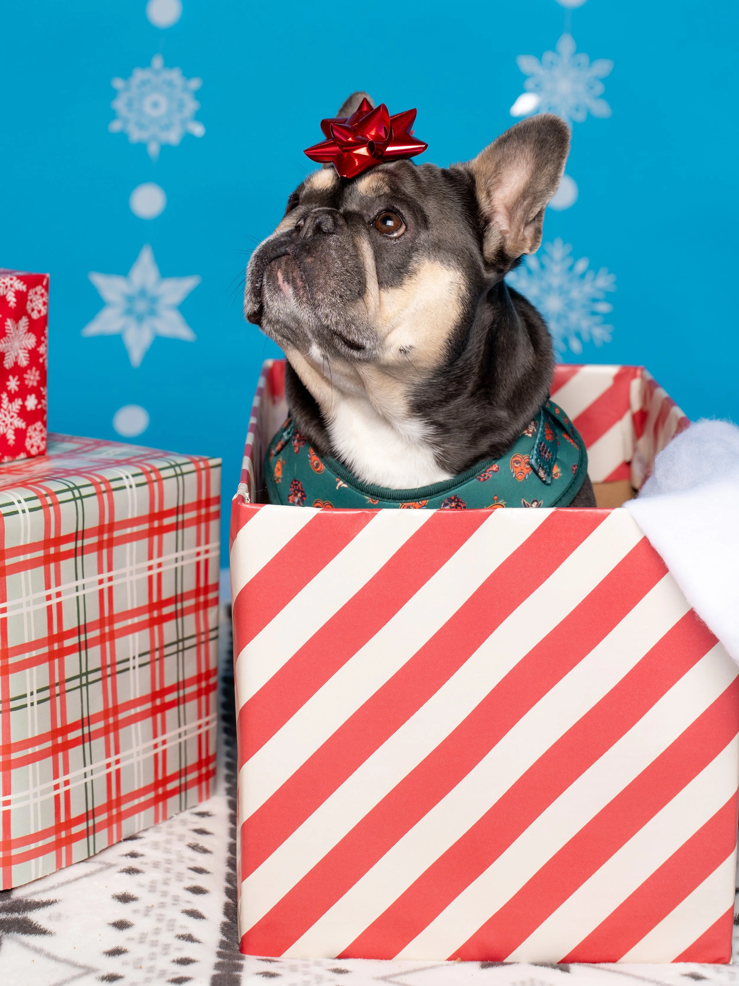 The Dog Edit Mini Session-03.jpg