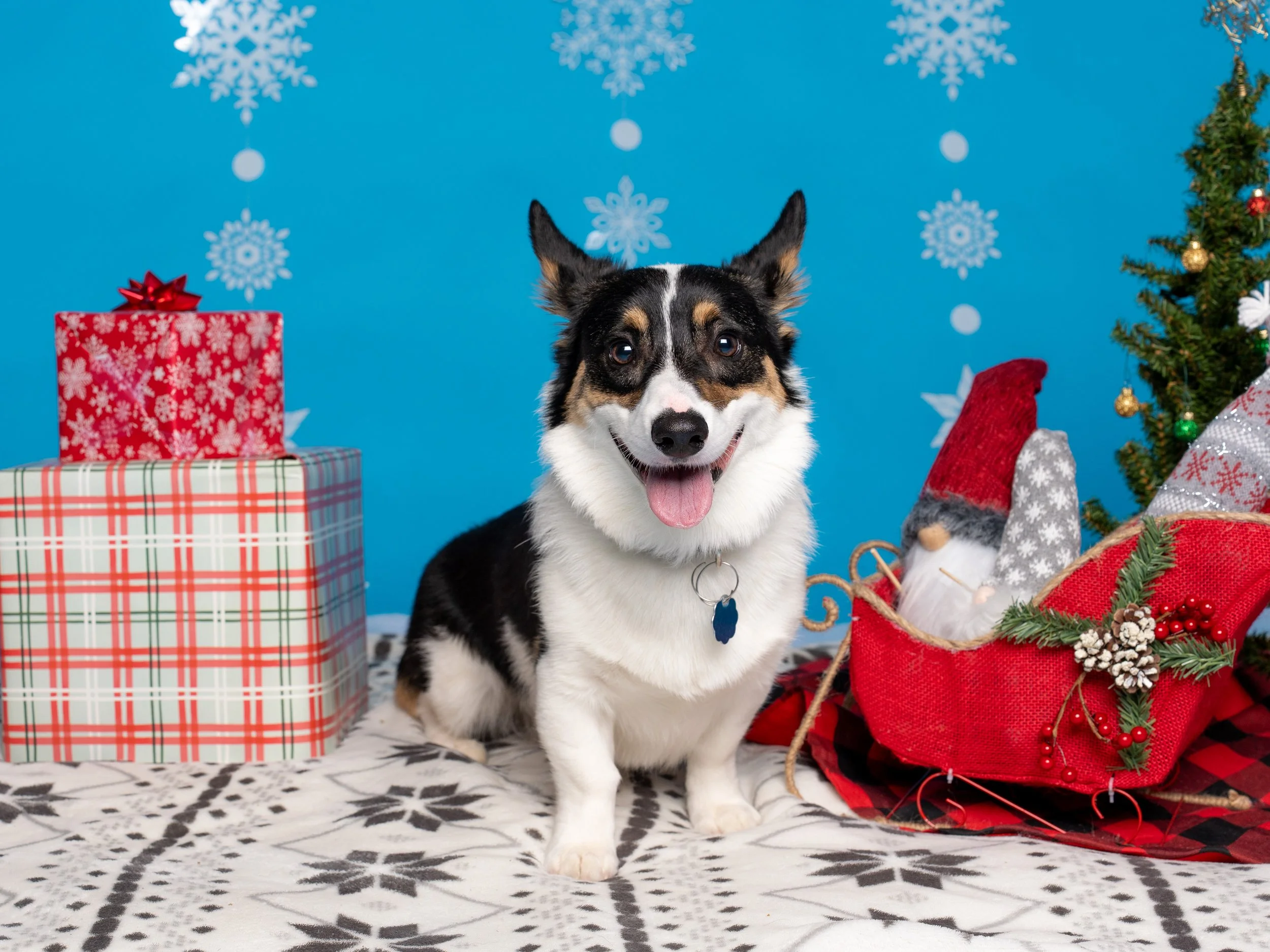 The Dog Edit Mini Session-09.jpg