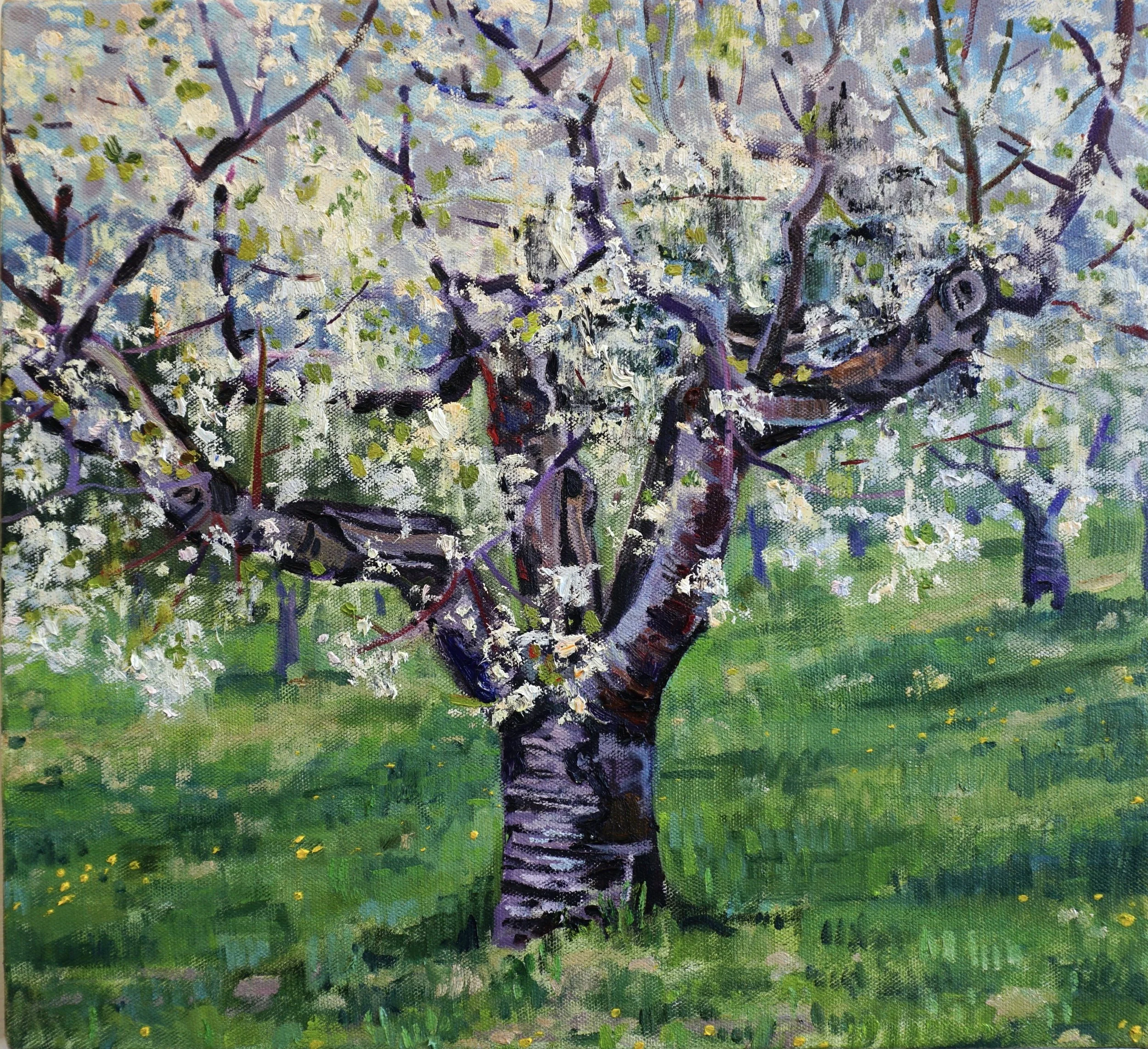 Old Cherry Tree
(Spring)
Oil on linen
22x24 inches. 2023