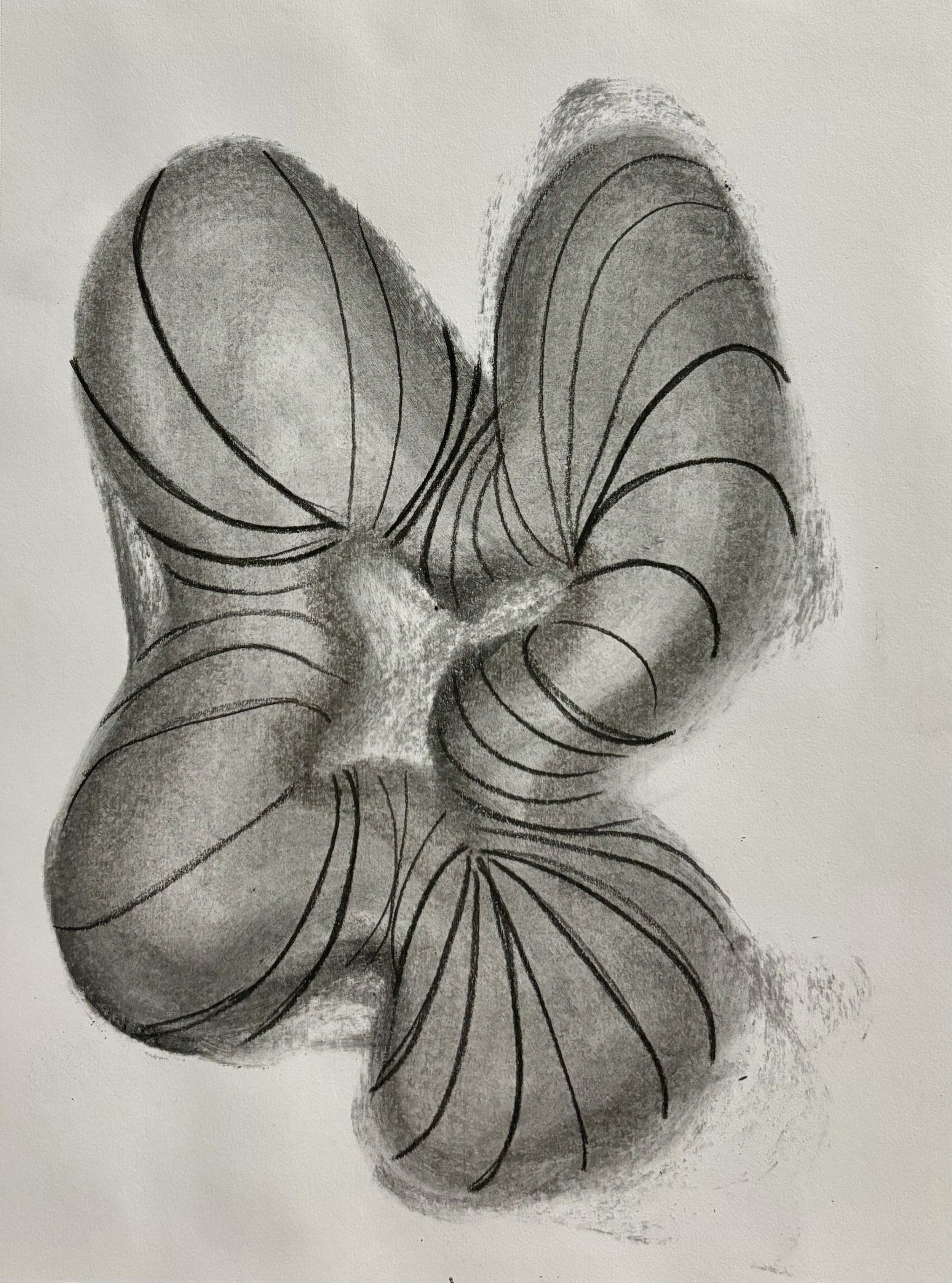  charcoal on paper  2024 