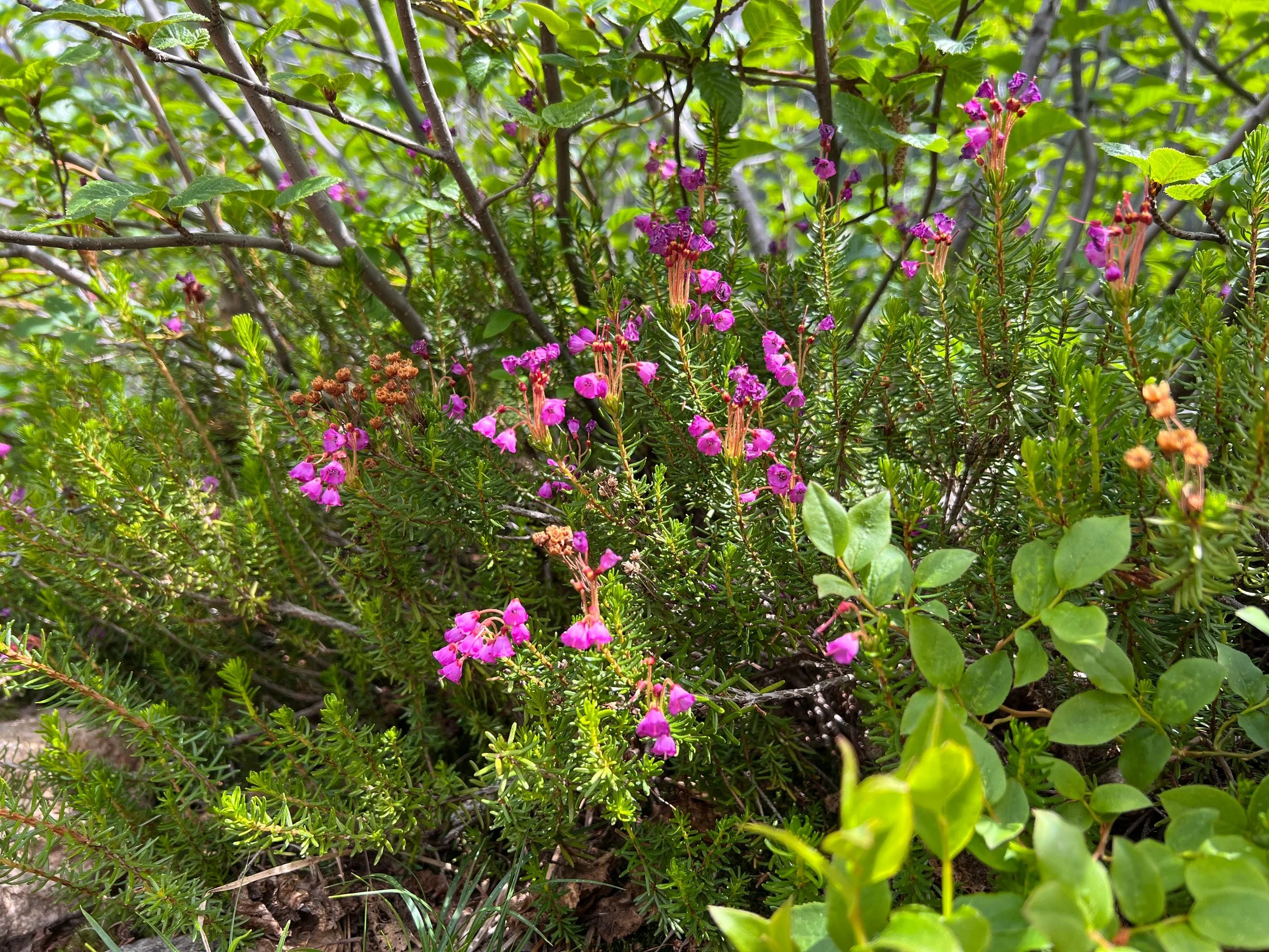 wildflowers.jpg