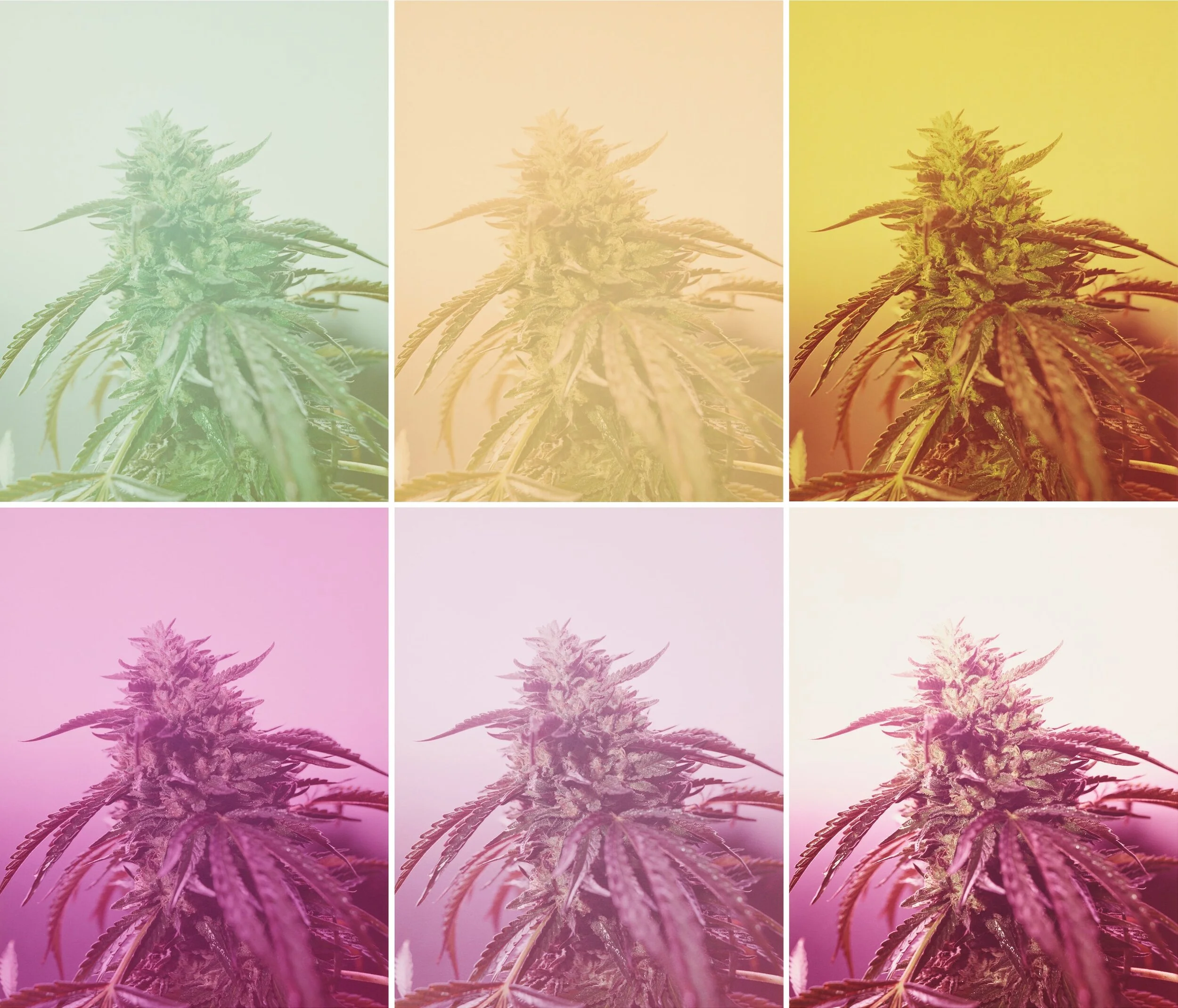 New Yorker x Lord Jones.jpeg