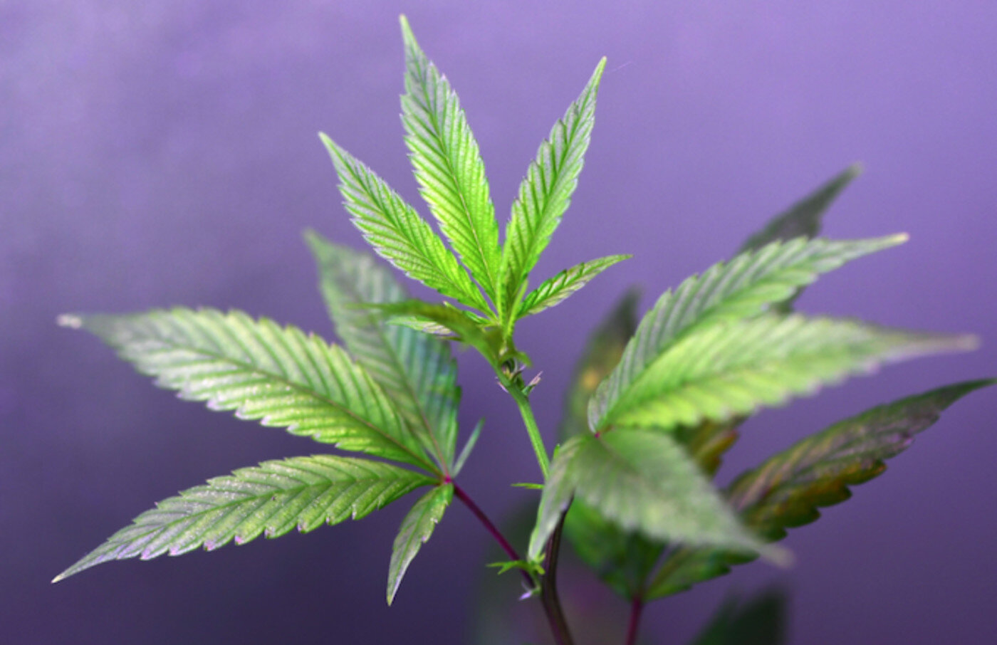 COMPLEX x ALIVE &amp; KICKING