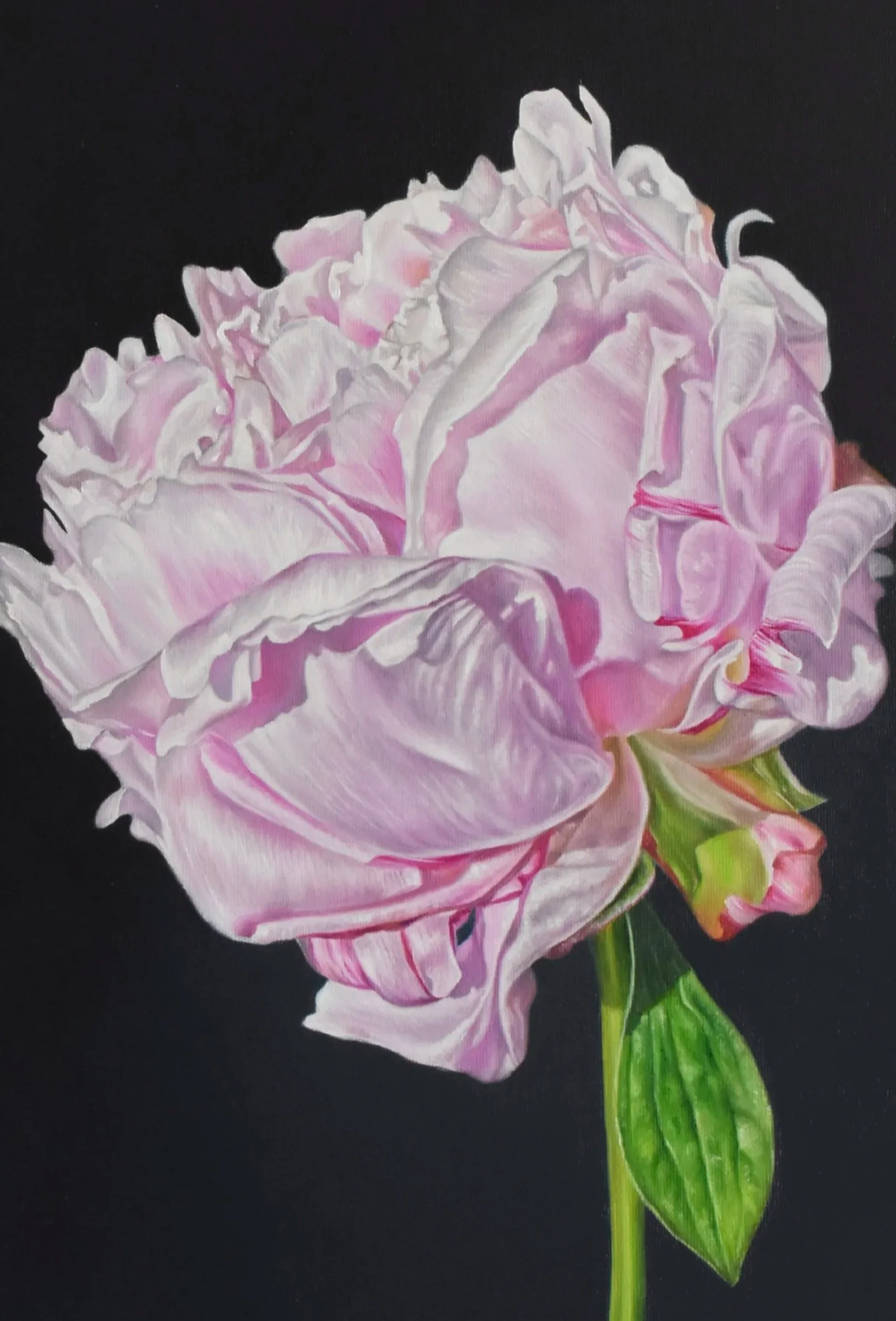 Peony Portrait IV