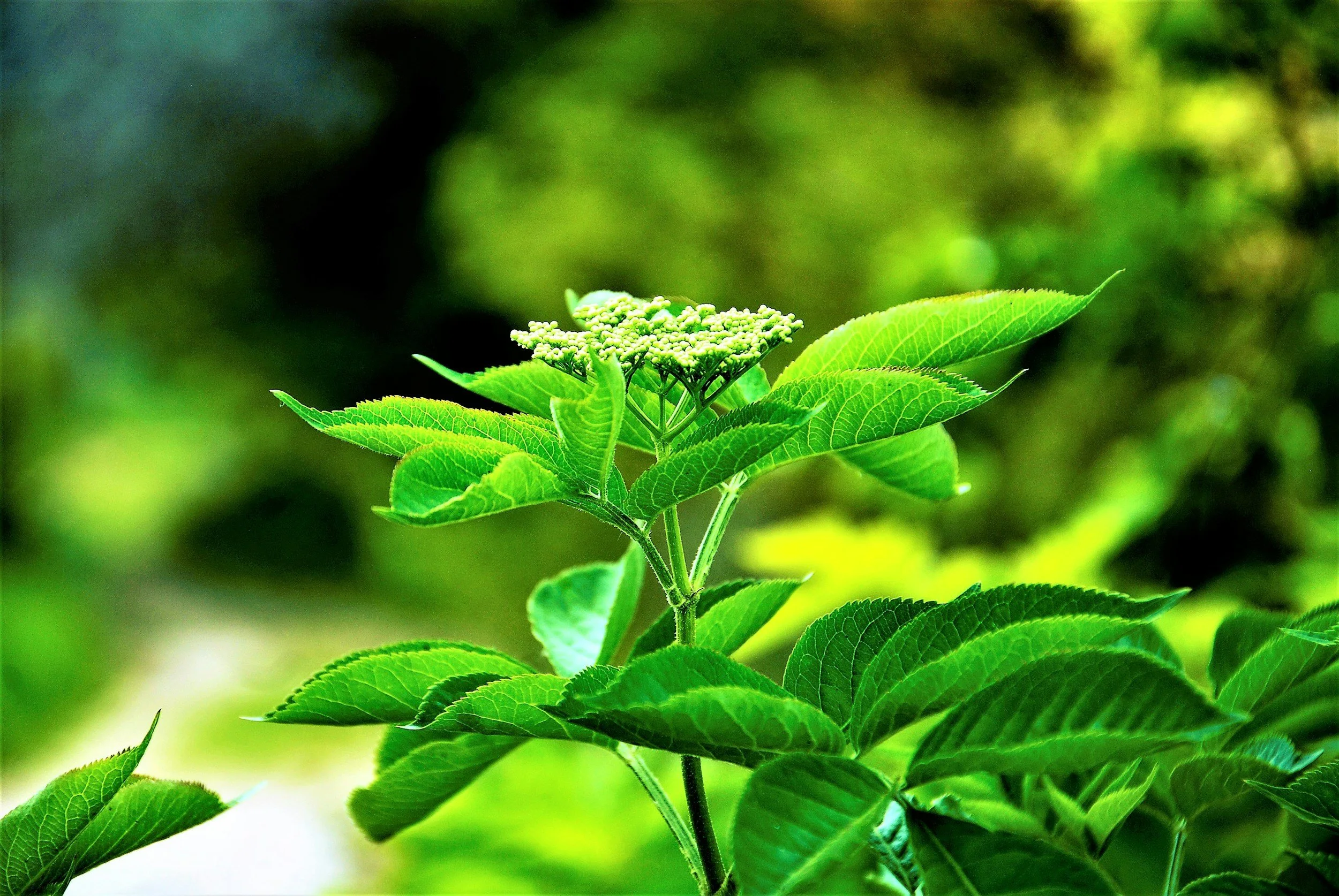 PMDD and Hormones: Natural Ways to Support Your Cycle