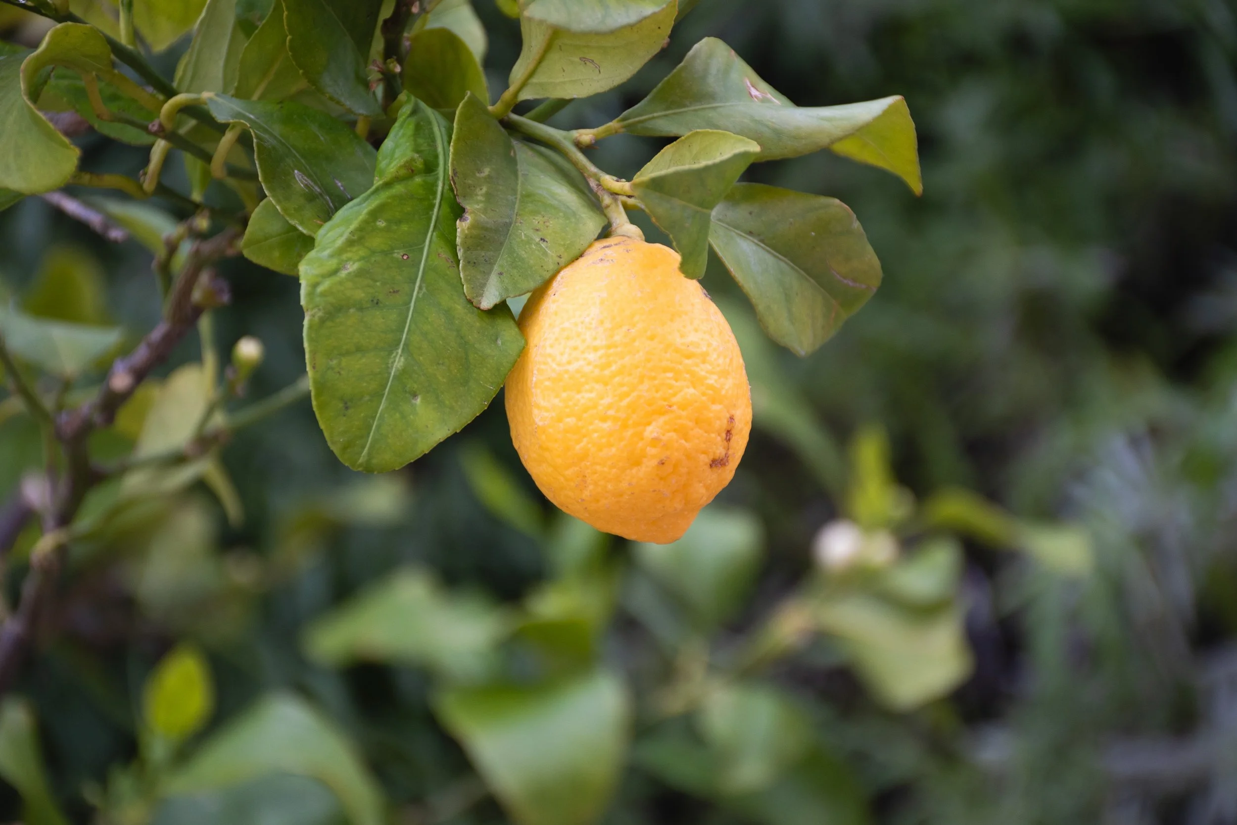 DSC_5282.jpg