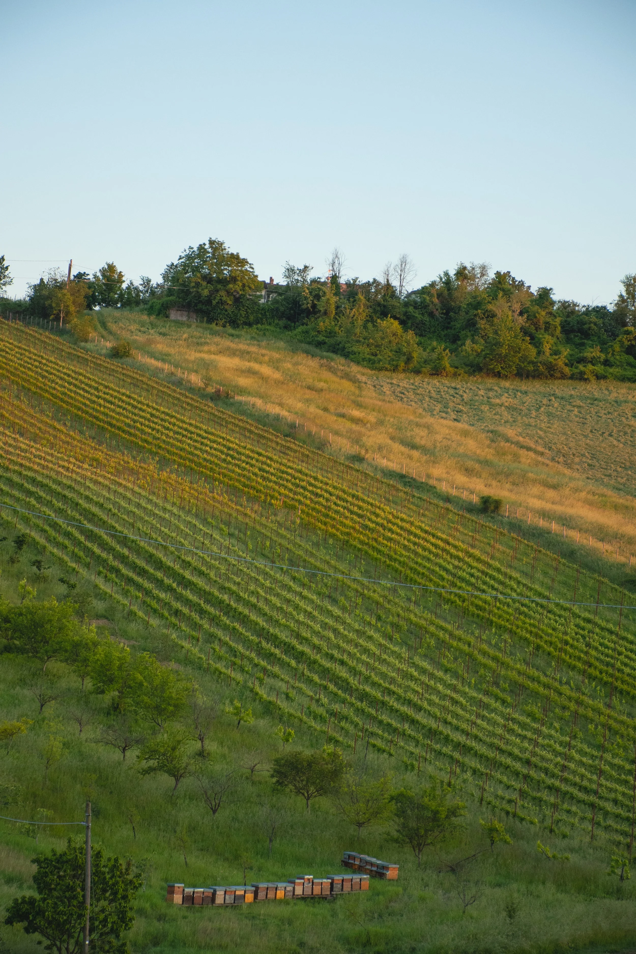 DSC_5642.jpg