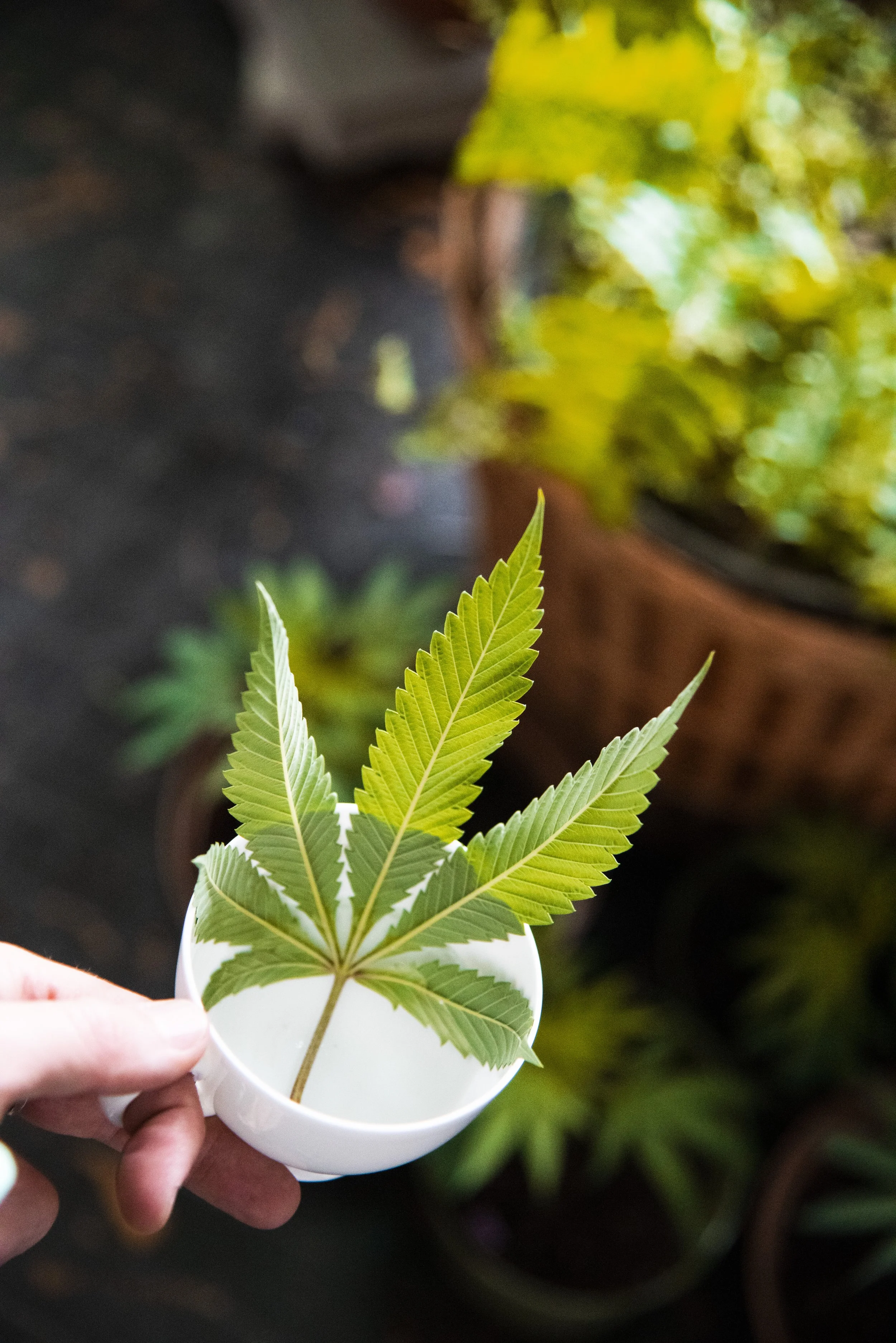 420_c29.jpg