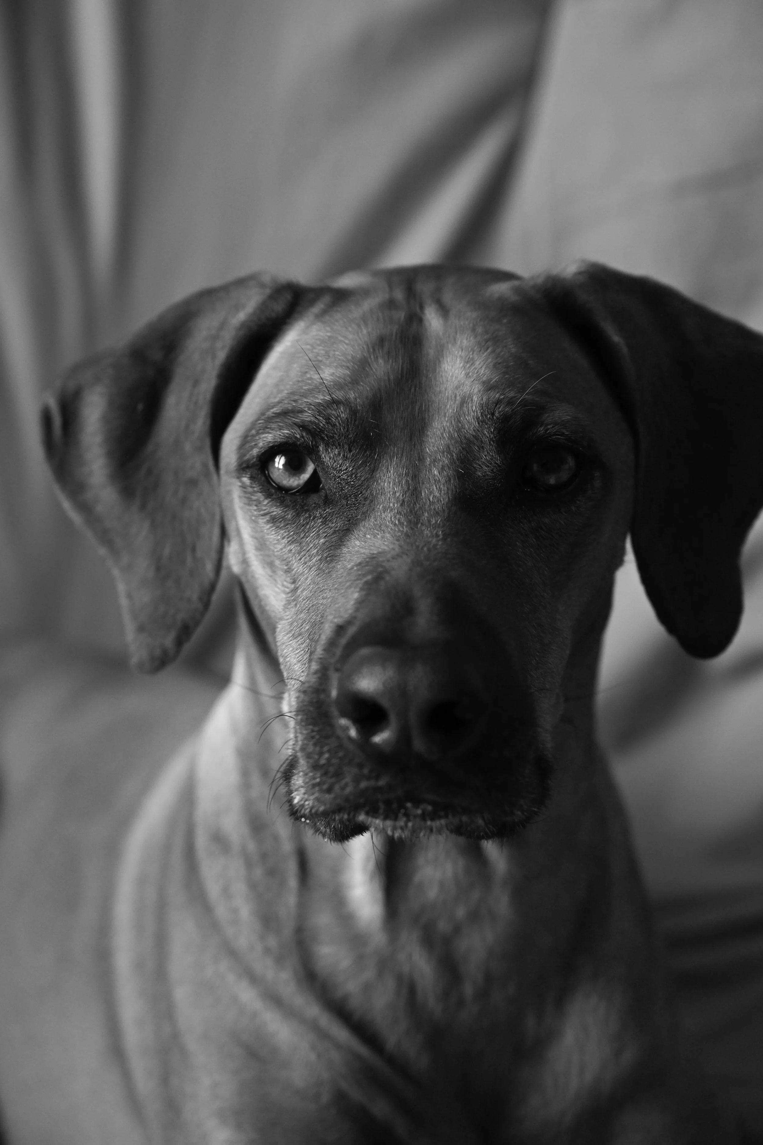 whiskey 16.jpg