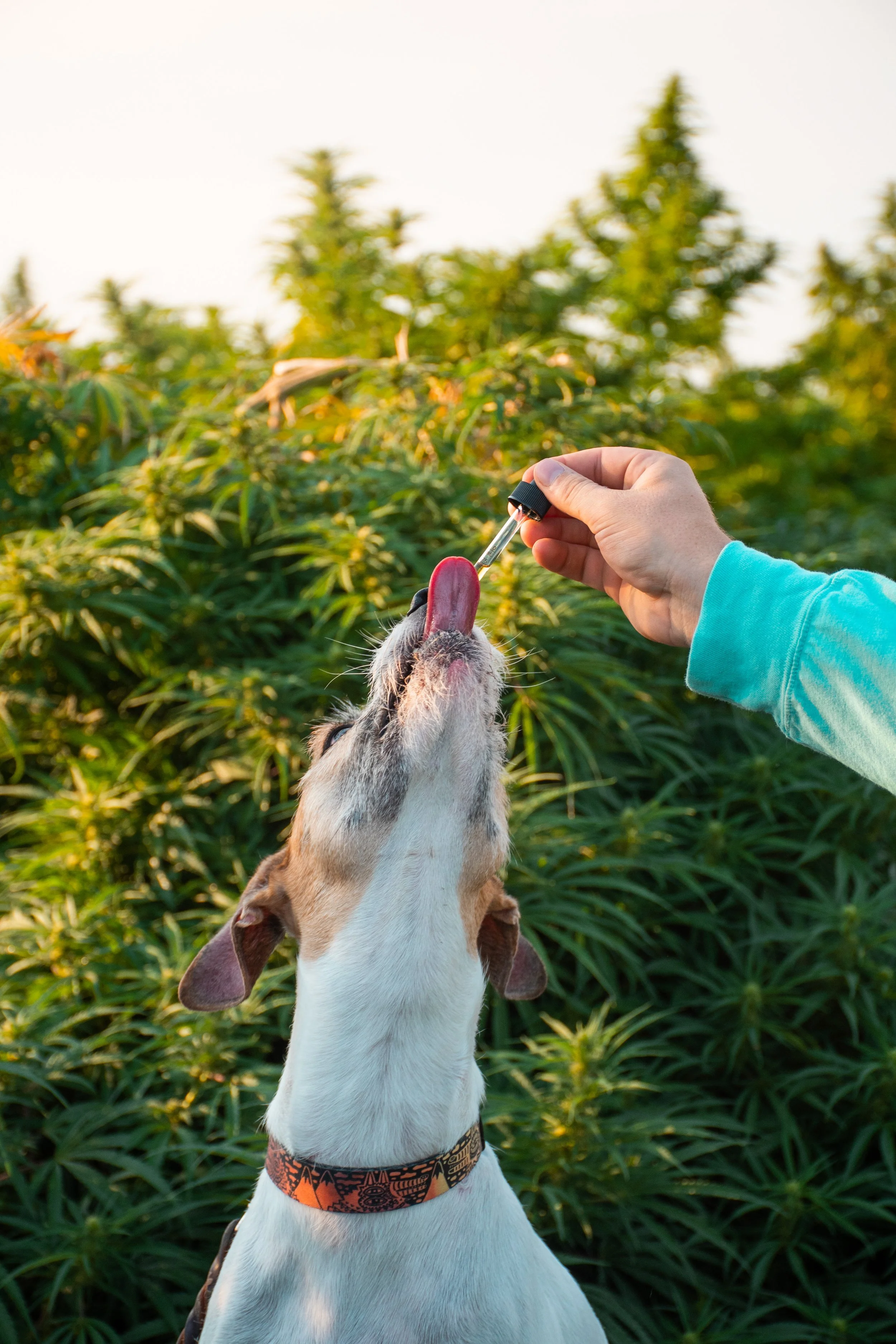 suzies field oil.jpg