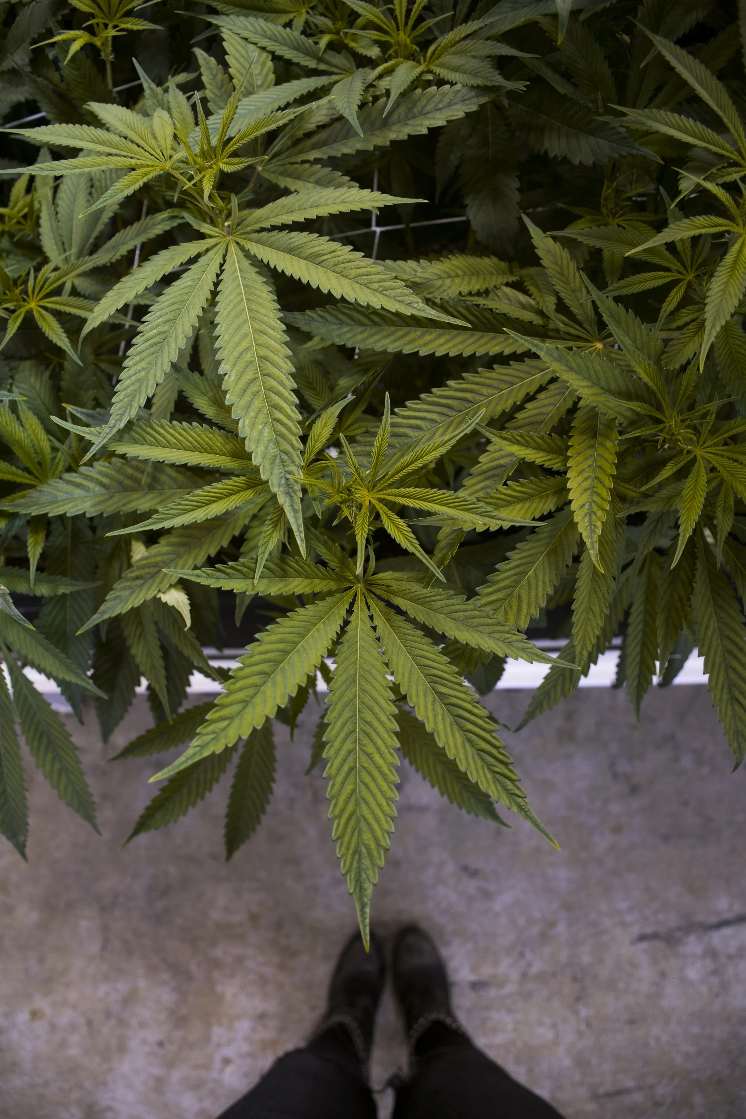 grow100.jpg