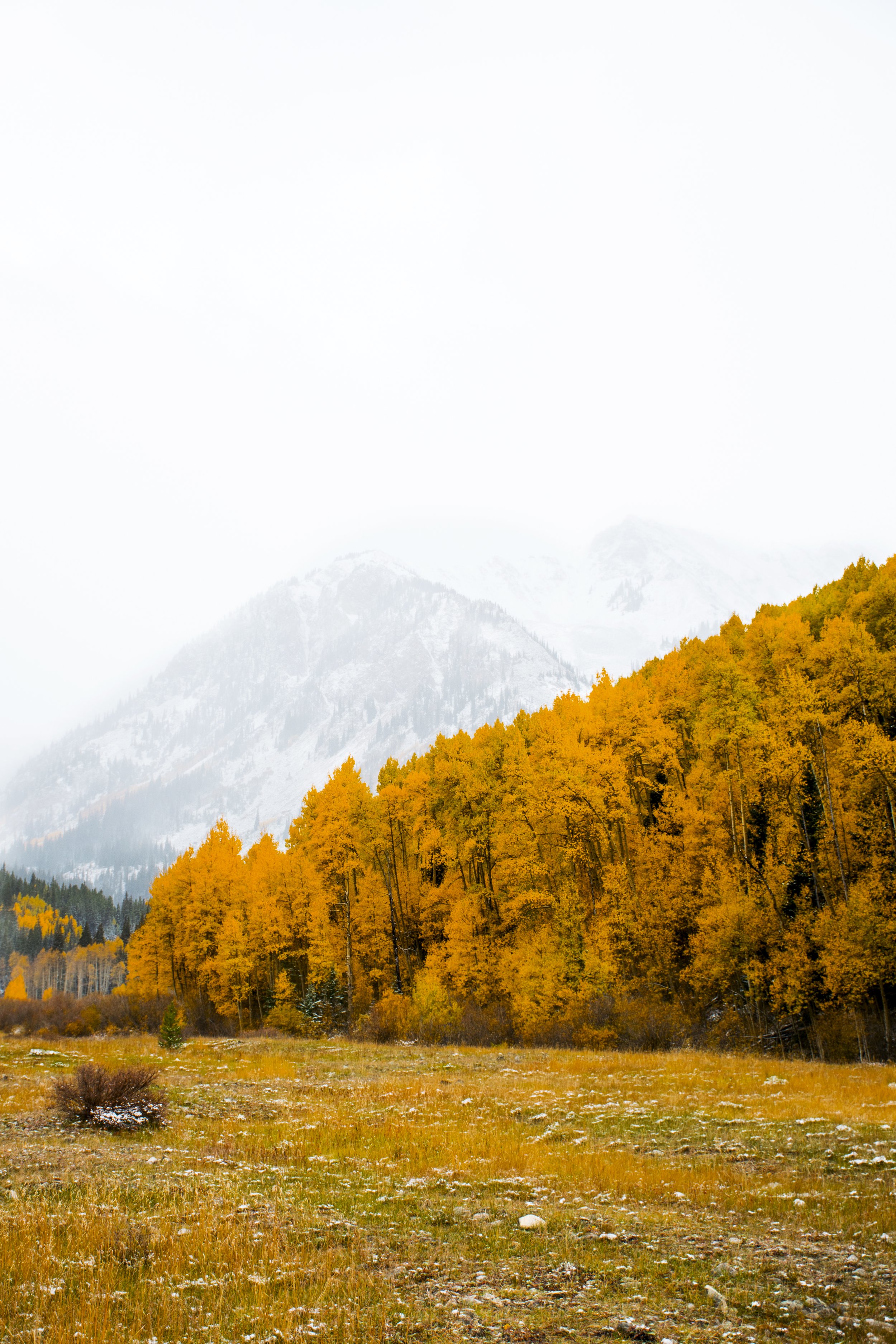 aspen 1.jpg