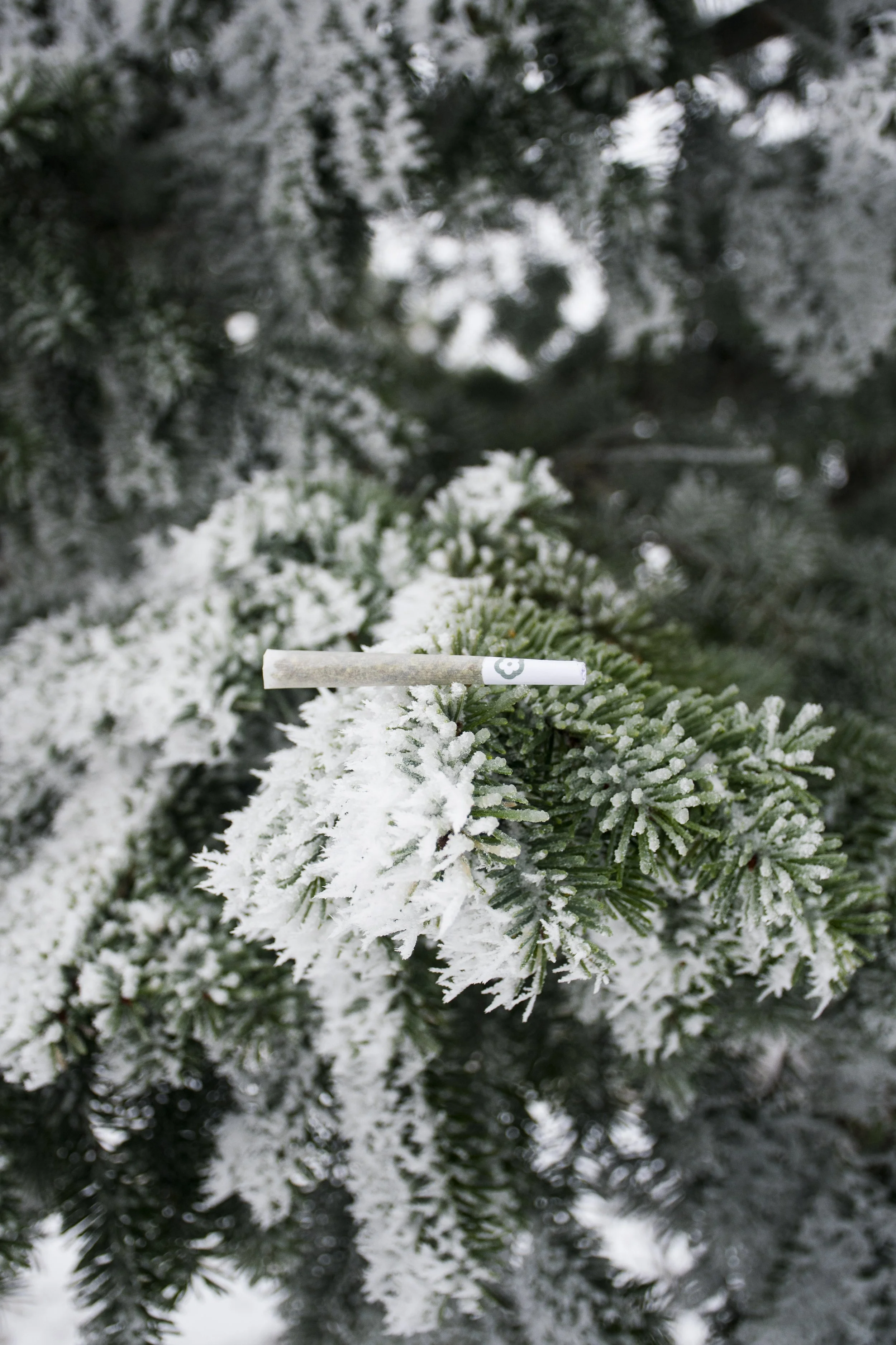 joint snow.jpg