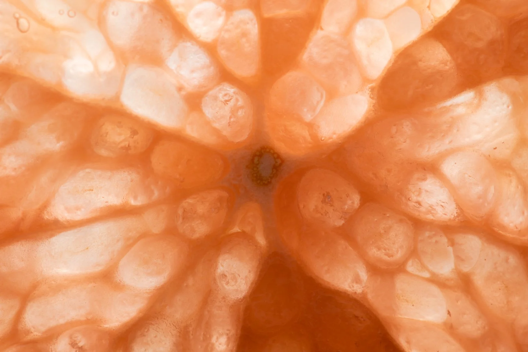 Close-up of orange and white popcorn kernels.