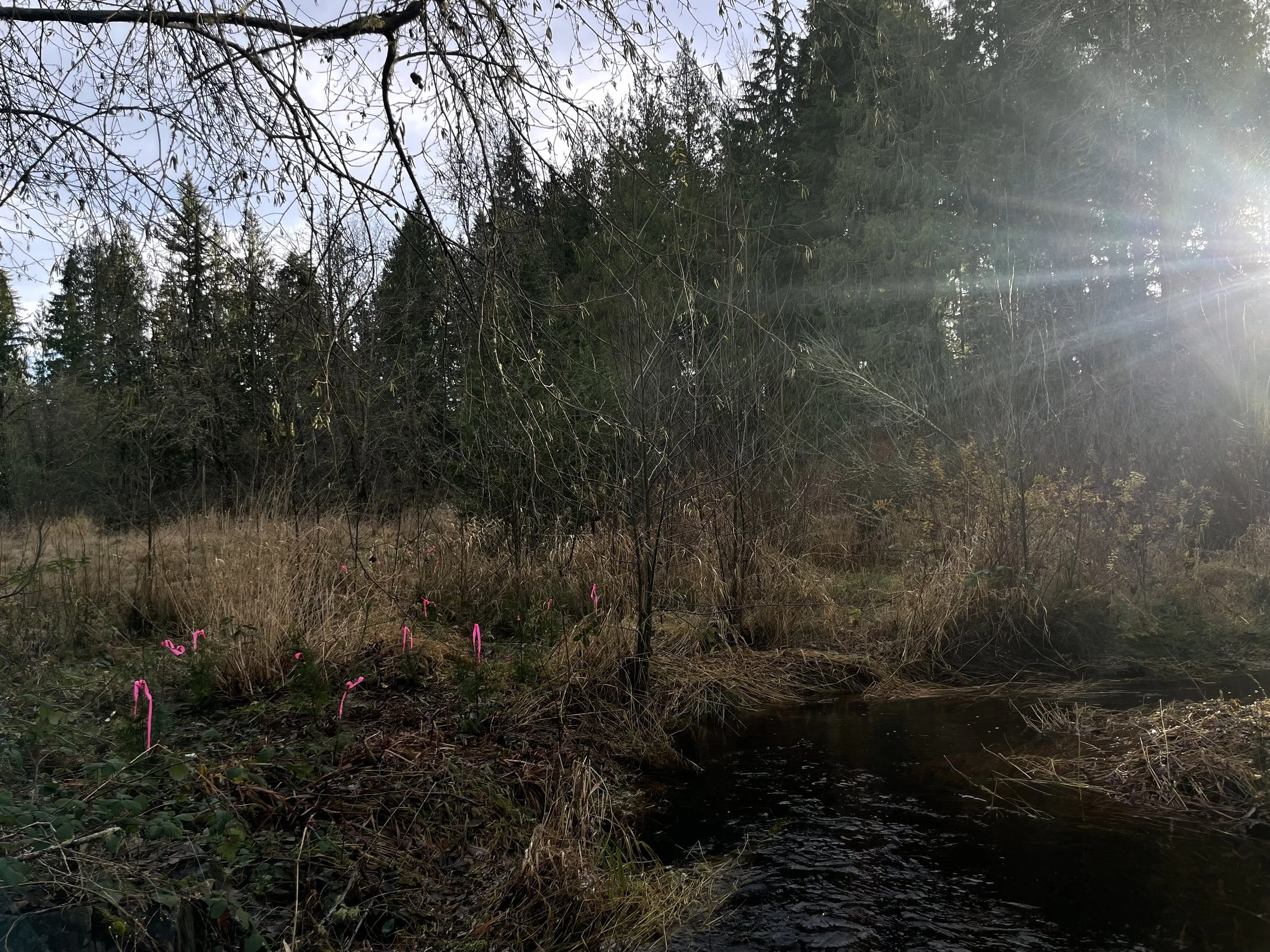 Richardson Creek Planting Day