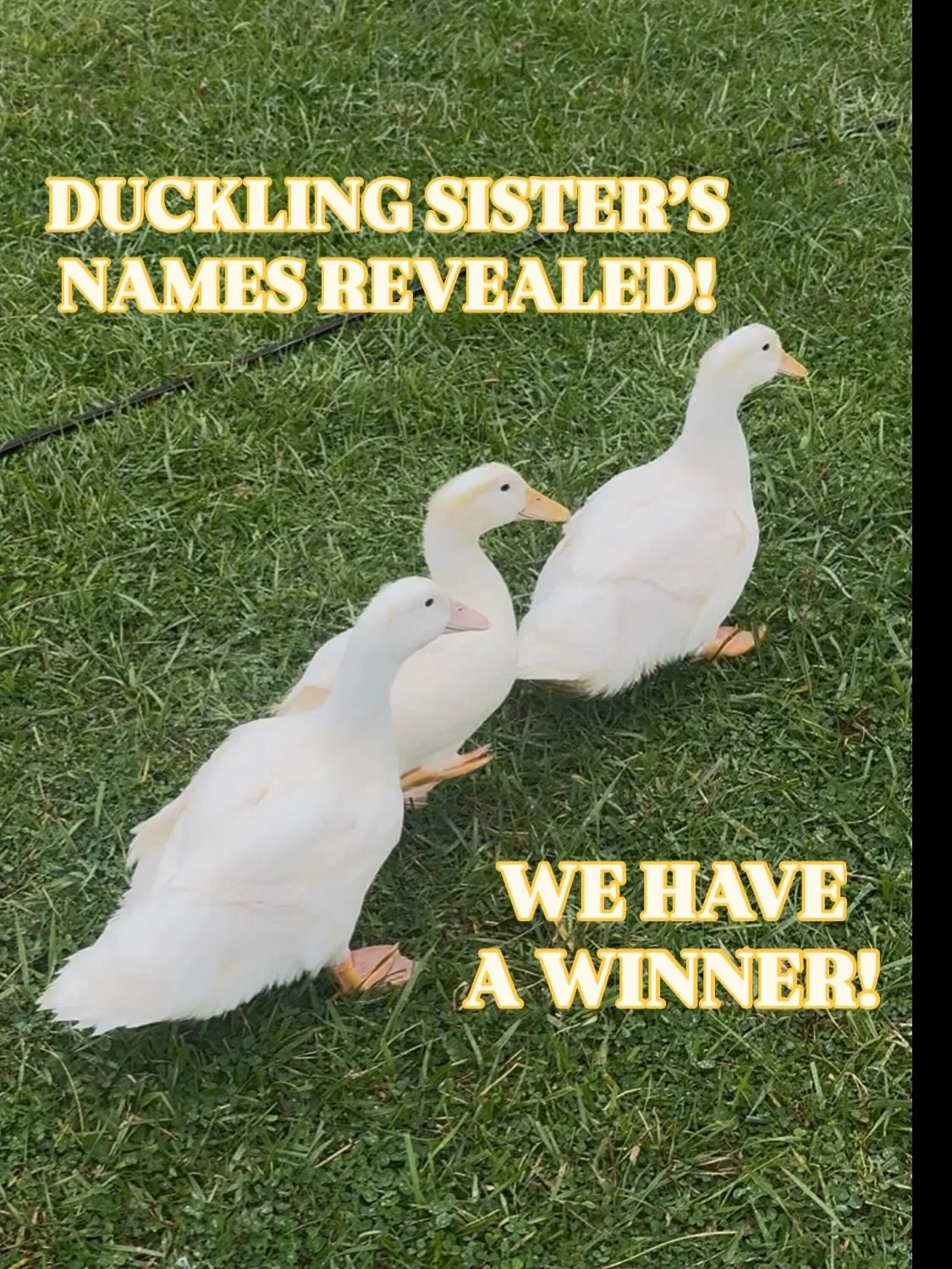 🐤🐤🐤
DUCK NAMING CONTEST RESULTS! 
WE HAVE NAMES for our three, new Ducklings &amp; A WINNER of our DUCK NAMING CONTEST! 
We are sorry for the delayed announcement, as there was evidence to believe that one of the sisters MAY have been a boy! 👀

S
