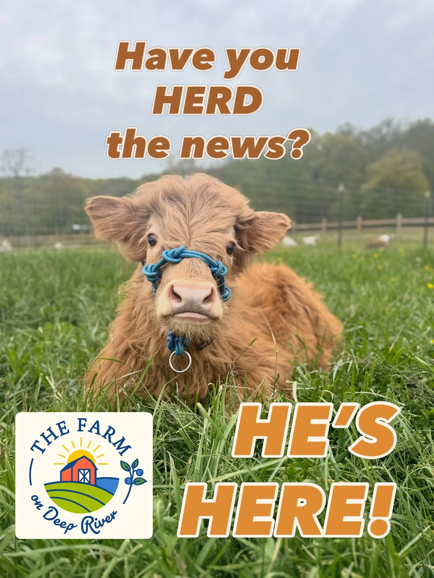 🧡Have you HERD the news? We have a new baby! Please welcome, Mr. Snuffleupagus, AKA &ldquo;SNUFFY&rdquo; to The Farm On Deep River! 
He&rsquo;s a 3-month old Mini-Scottish Highland and just the sweetest, smartest boy! 
He arrived a few weeks ago, ha