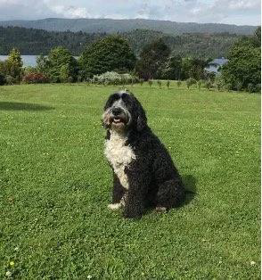 Clive – Back Pain, Osteoarthritis &amp; Skin Inflammation&nbsp;