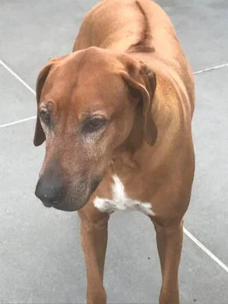 Kyser – Mast Cell Cancer Support&nbsp;