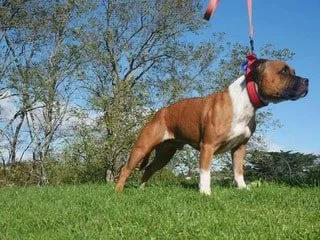 Boston – Gastrointestinal, Cancer and Joint Support&nbsp;