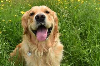 Franklin – Gastrointestinal Disease&nbsp;