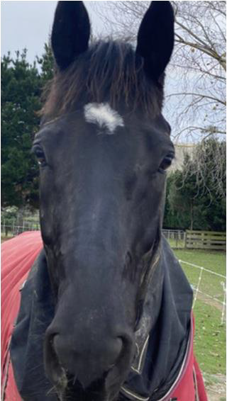 Ash – Gastric Ulcers &amp; Anxiety&nbsp;