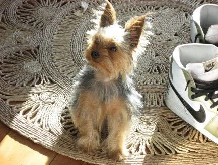 Gonzo - GME - Brain Inflammation&nbsp;